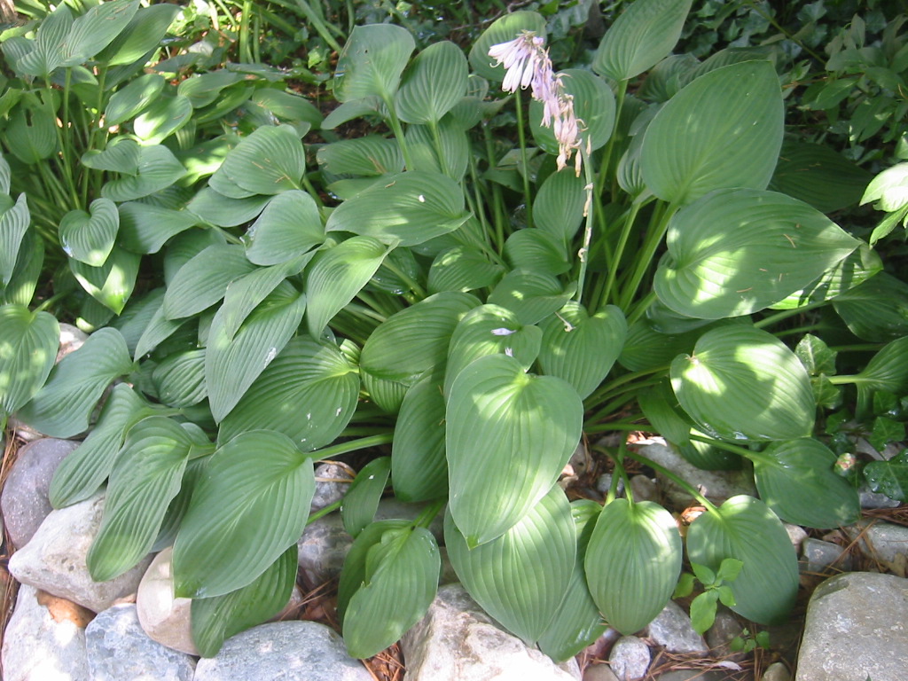 Photograph of Hosta 'Green Power'