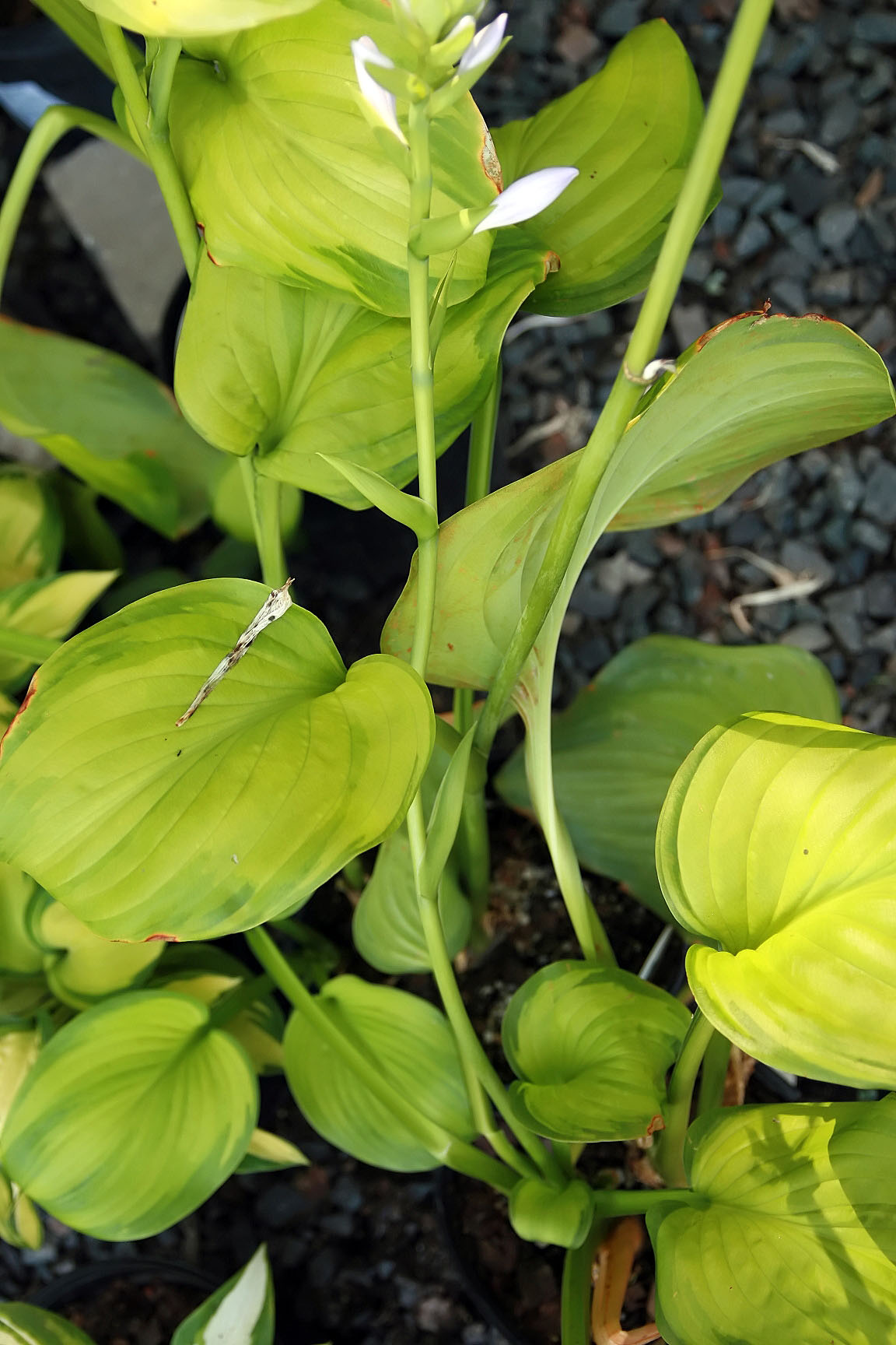 Hosta 'Fried Guacamole'