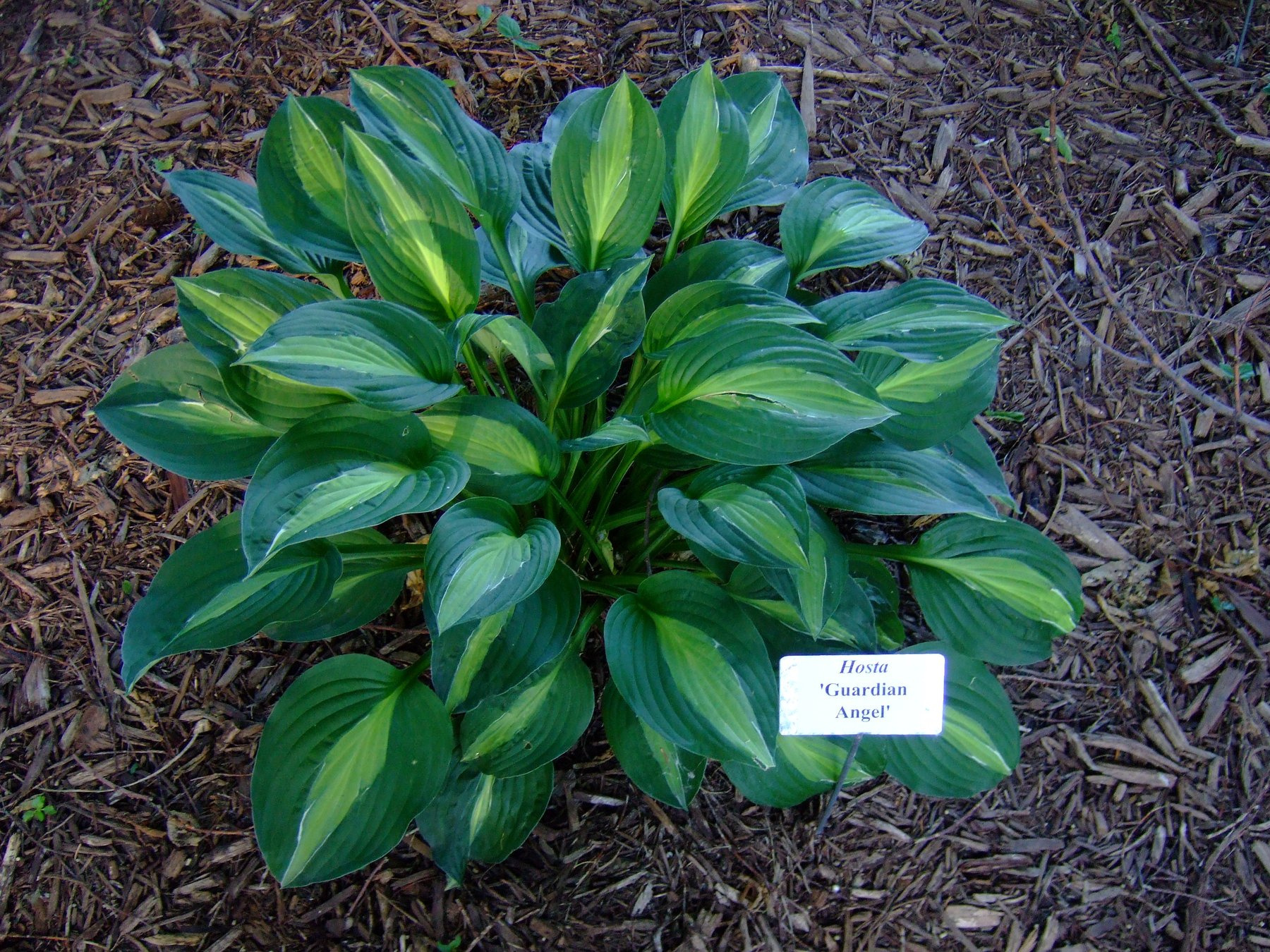 Photograph of Hosta 'Guardian Angel'
