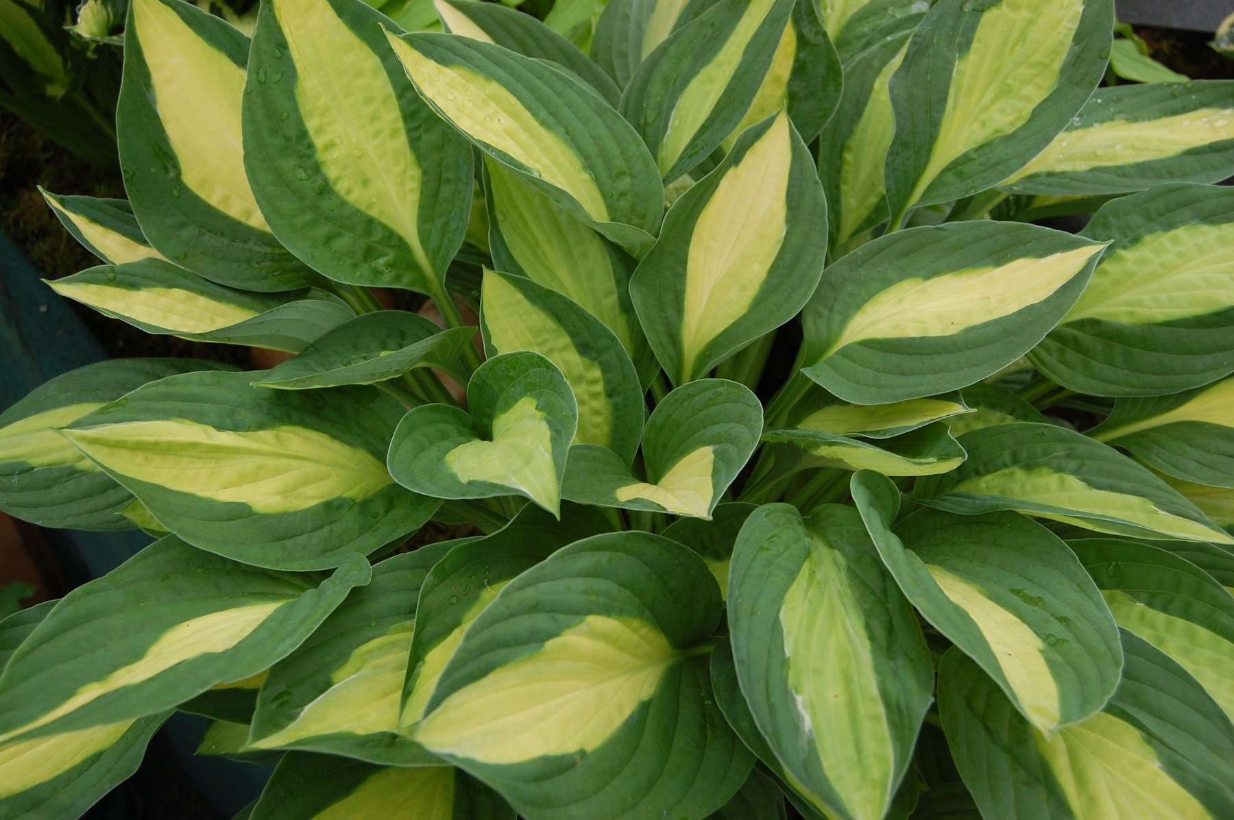 Photograph of Hosta 'Gypsy Rose'