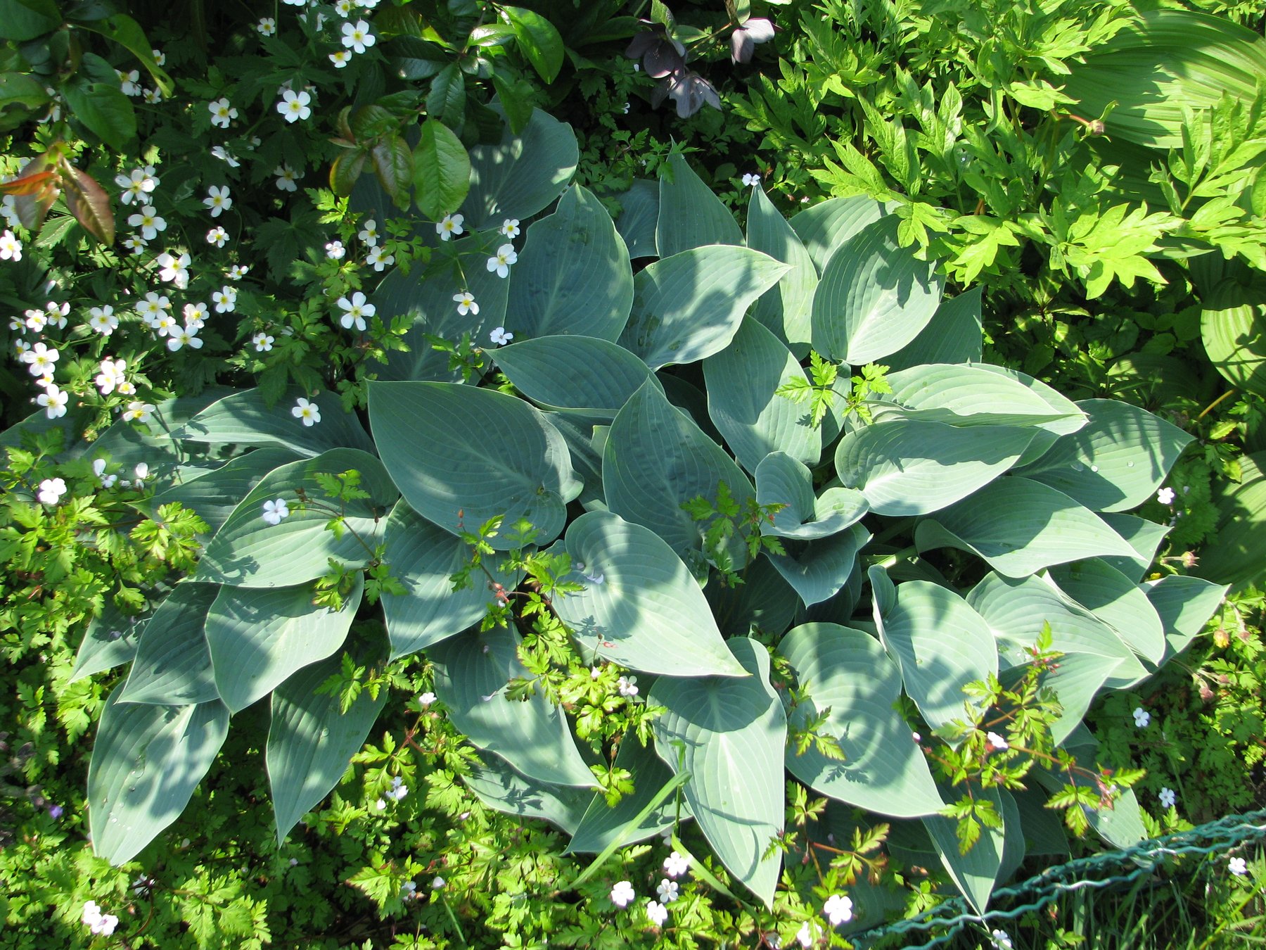 Photograph of Hosta 'Halcyon'