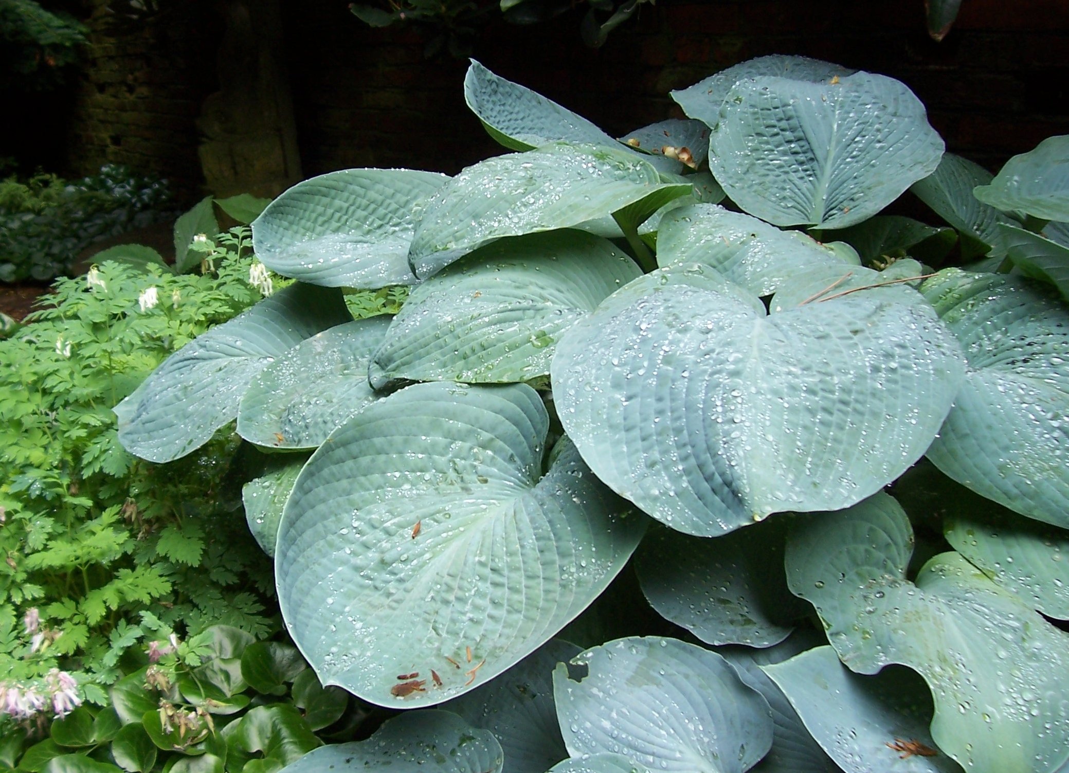 Photograph of Hosta 'Hampshire County'