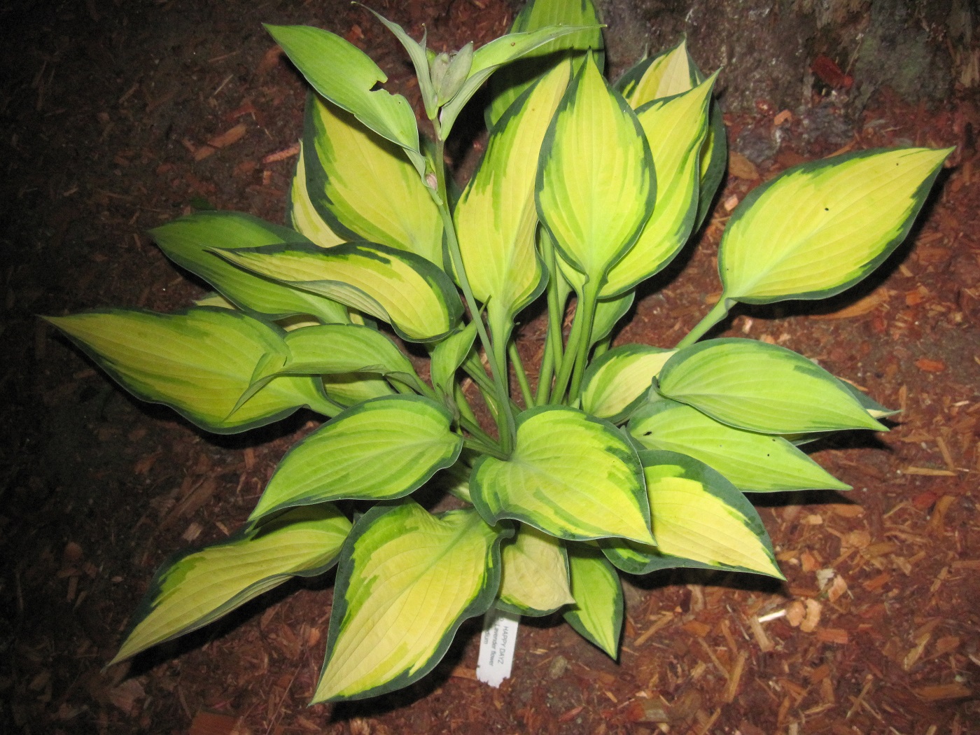 Hosta 'Happy Dayz'