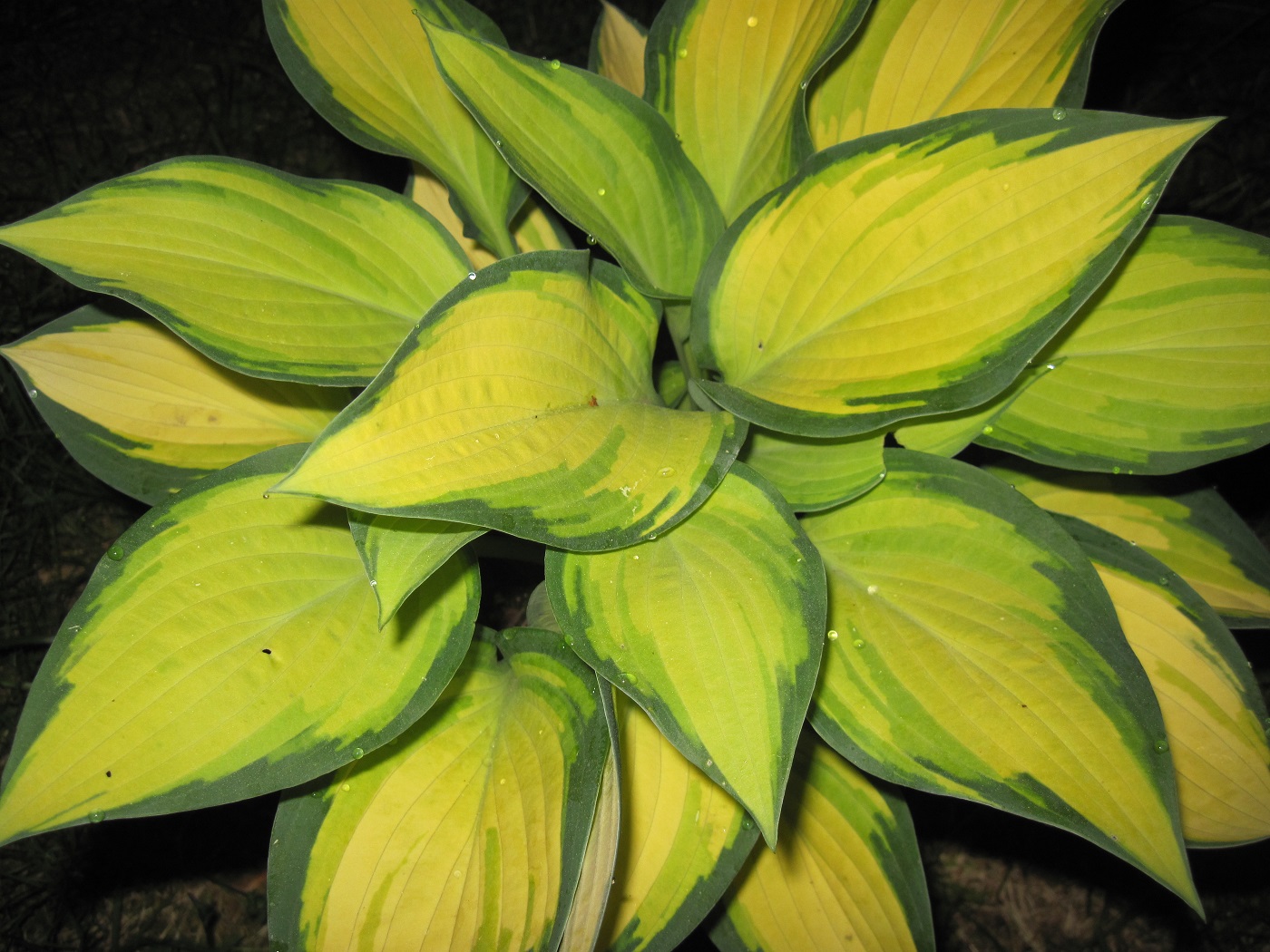 Photograph of Hosta 'Happy'