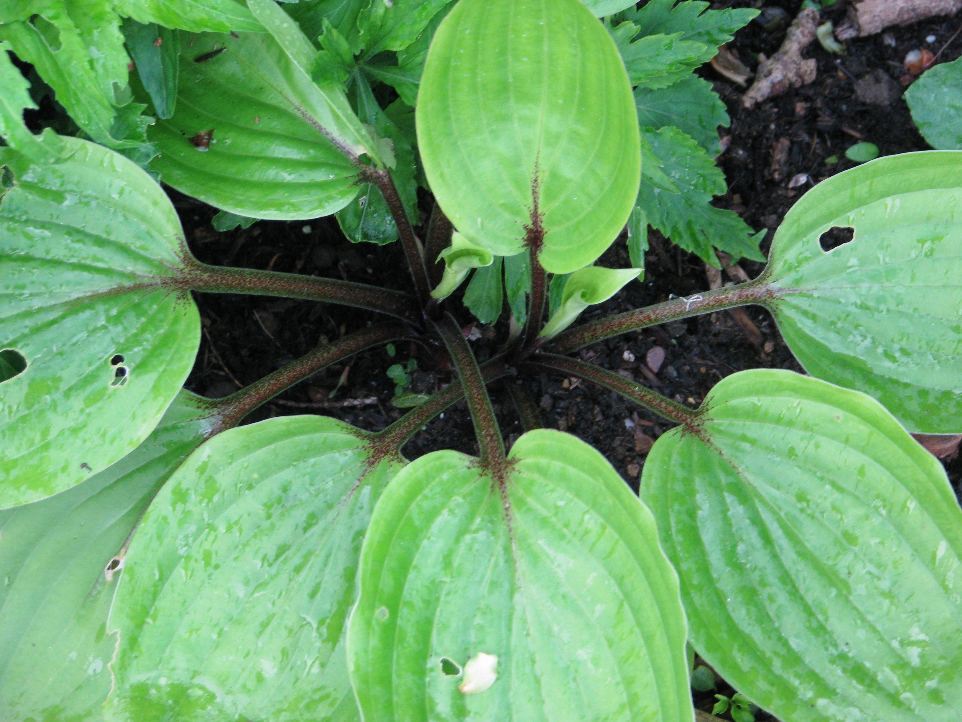 Photograph of Hosta 'Have a Heart'