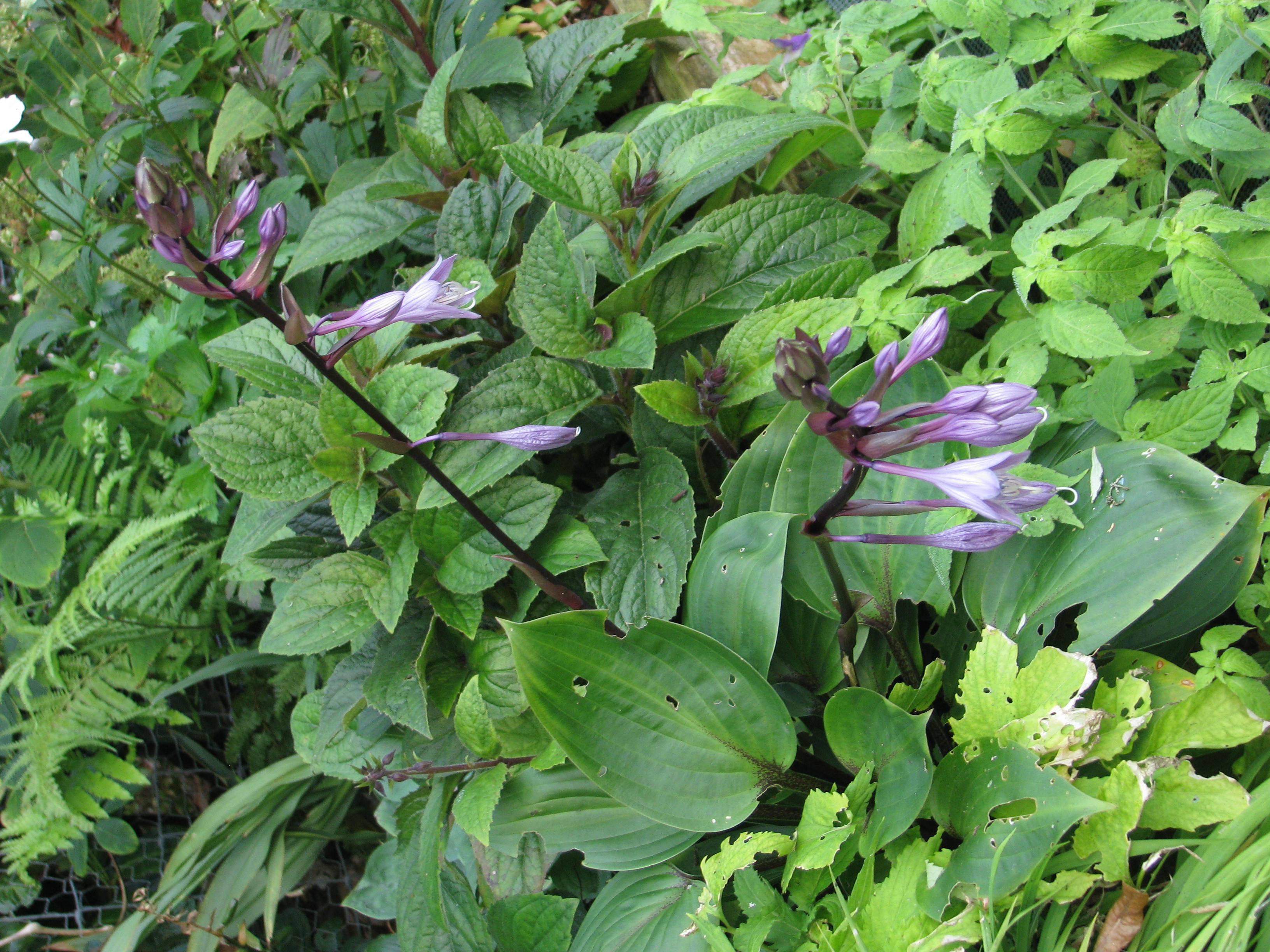 Photograph of Hosta 'Heart of Hearts'