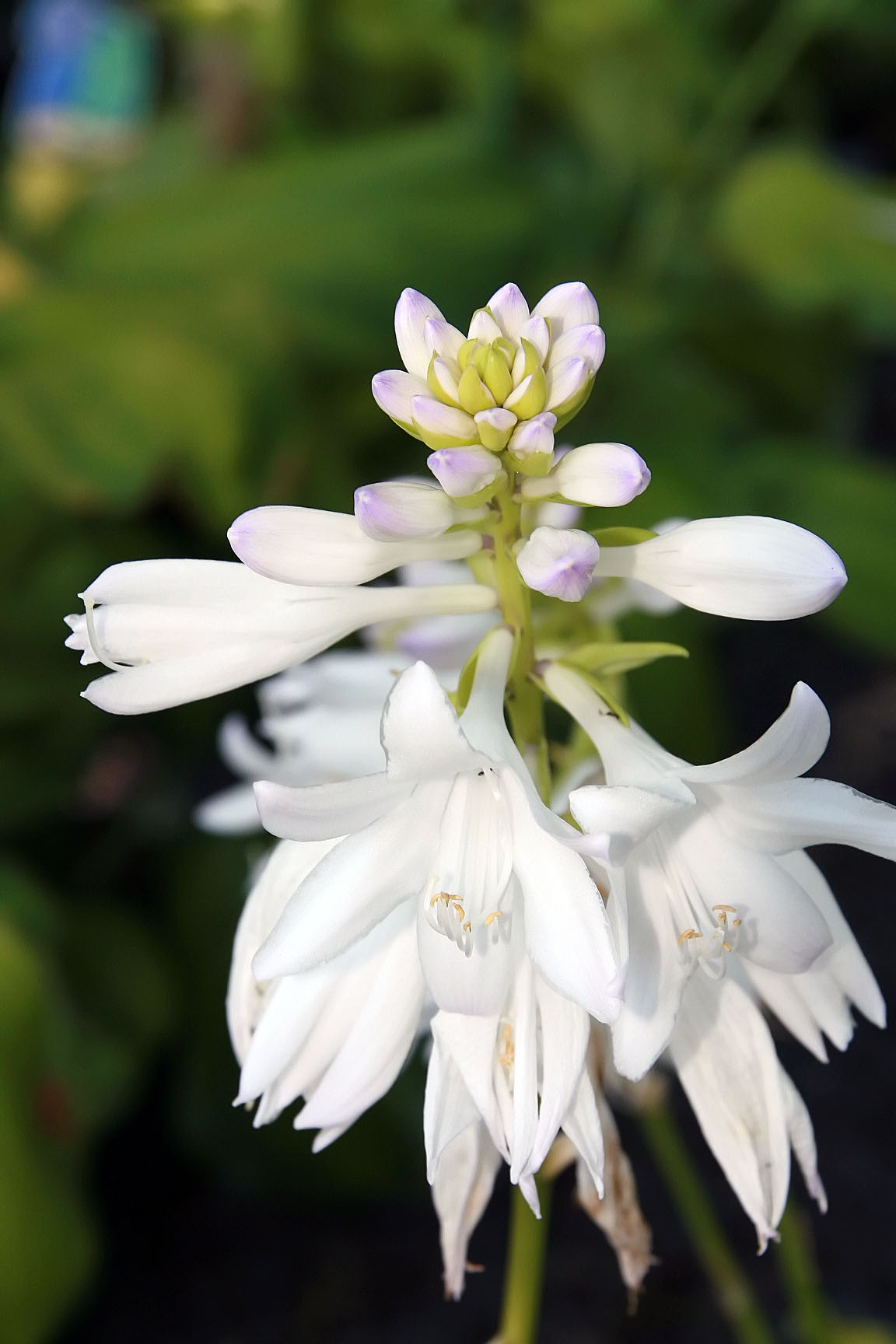 Photograph of Hosta 'Hoosier Harmony'
