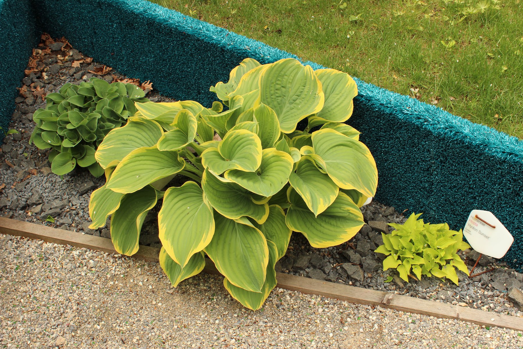 Photograph of Hosta 'Hydon Sunset'