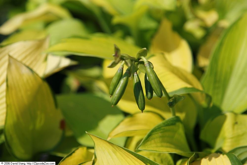 Photograph of Hosta 'Inniswood'