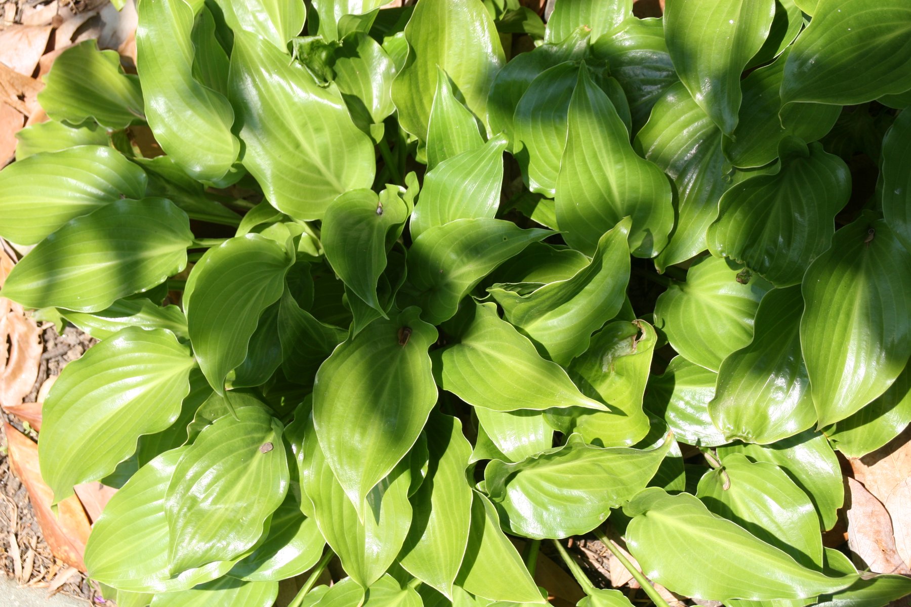 Photograph of Hosta 'Invincible'