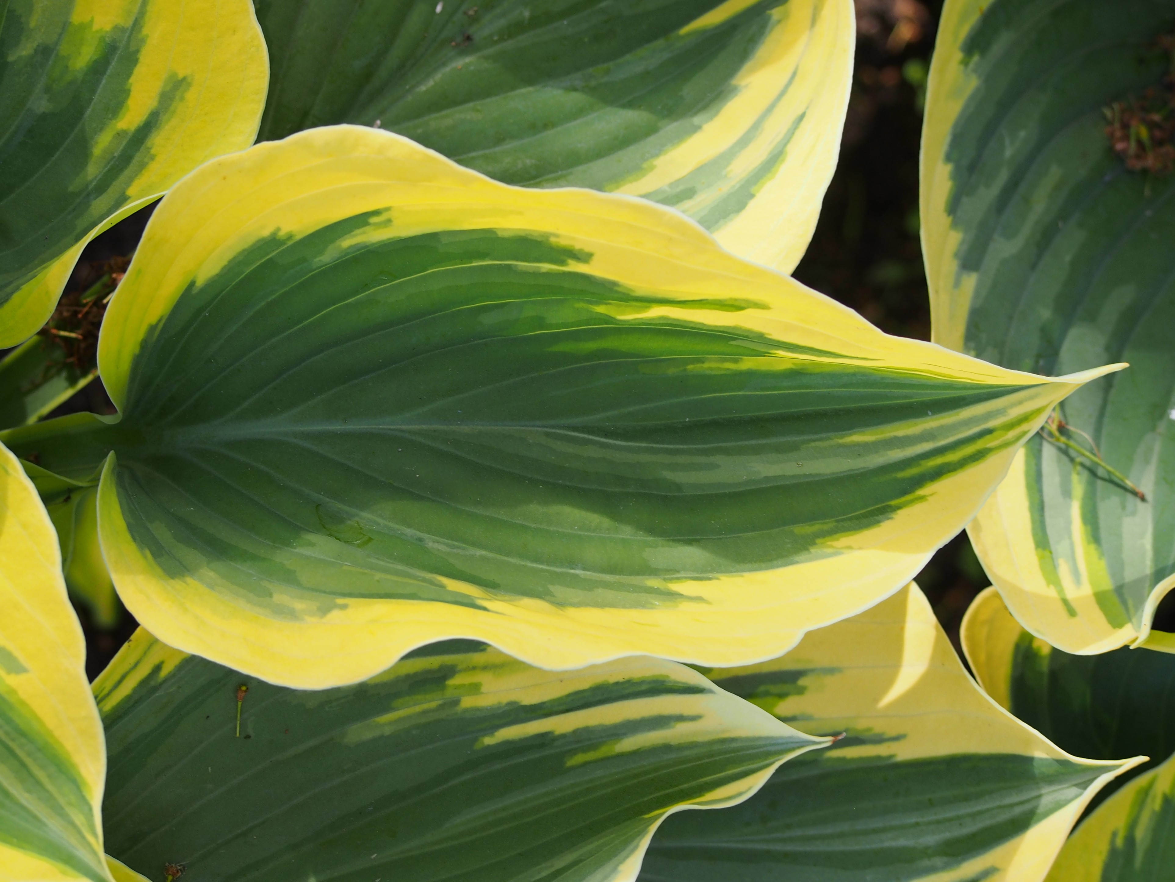 Photograph of Hosta 'Ivory Coast'