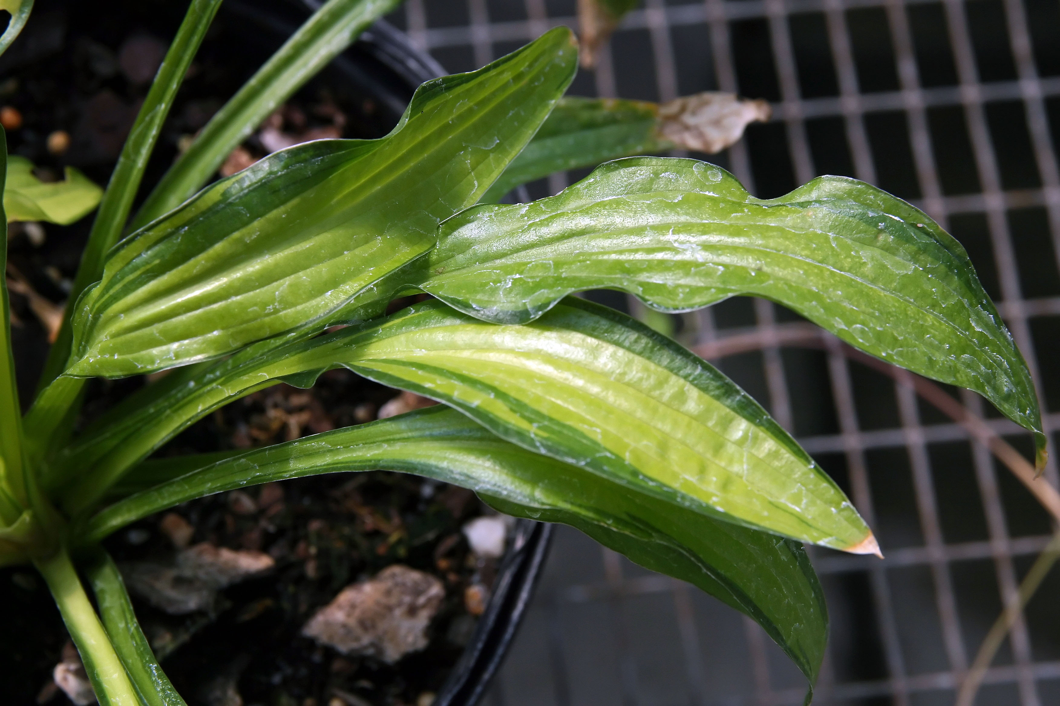 Photograph of Hosta 'Kabitan'