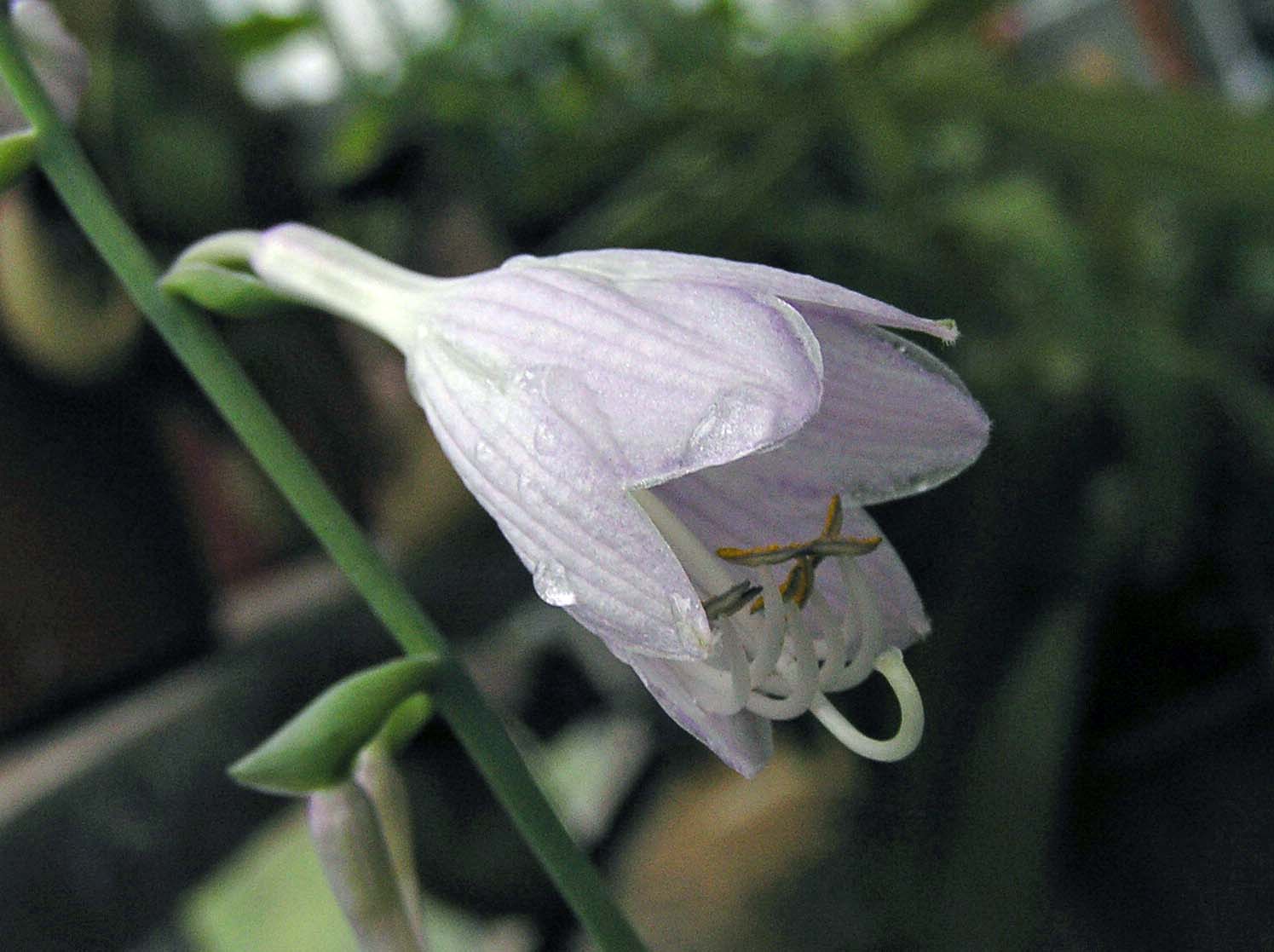 Photograph of Hosta 'Kong'