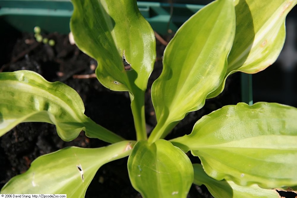 Photograph of Hosta 'Korean Snow'