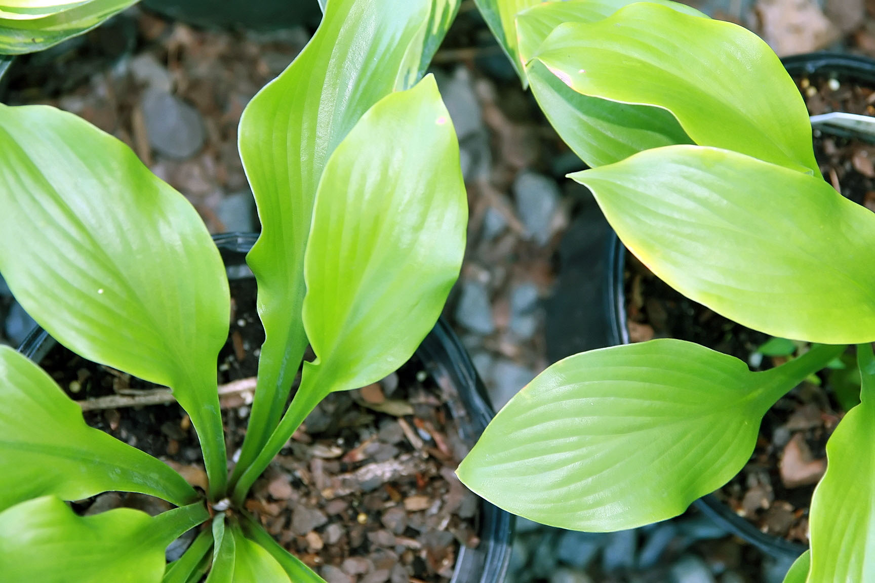 Photograph of Hosta 'Krossa Regal'