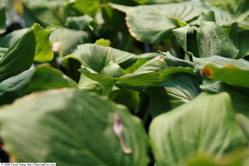 Photograph of Hosta 'Lakeside Black Satin'