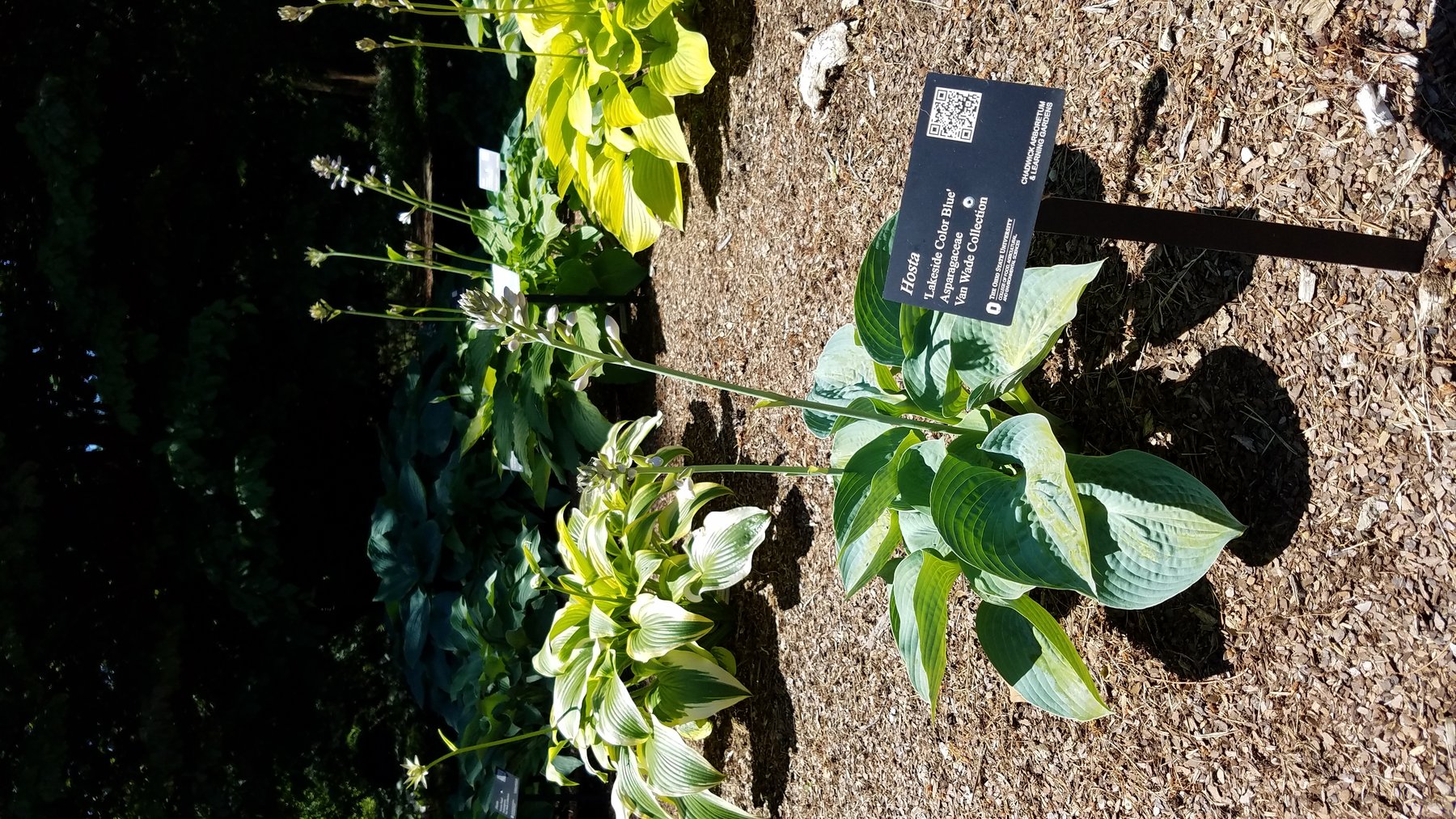 Photograph of Hosta 'Lakeside Color Blue'