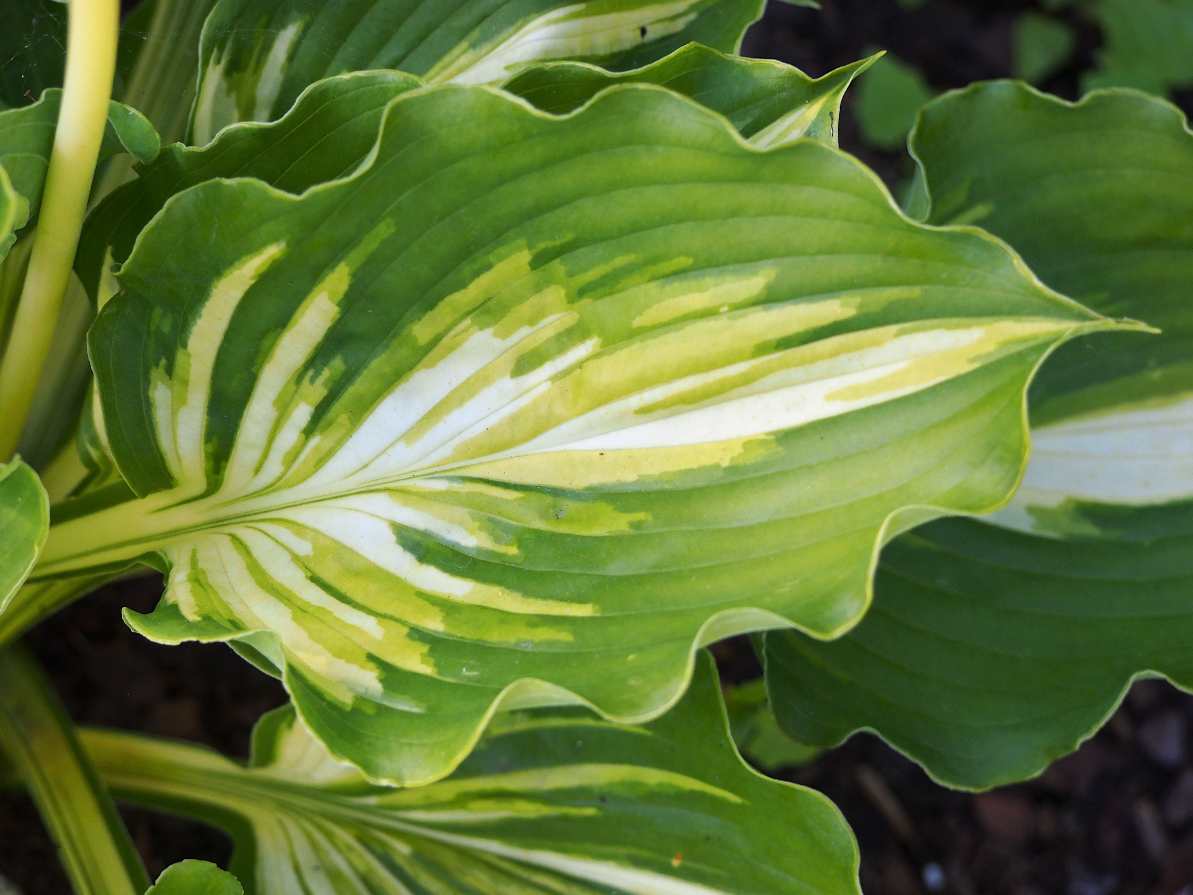 Photograph of Hosta 'Lakeside Paisley Print'