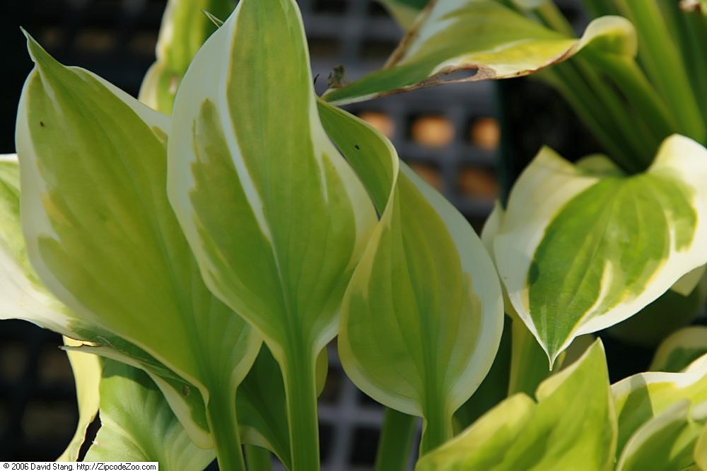 Photograph of Hosta 'Last Dance'