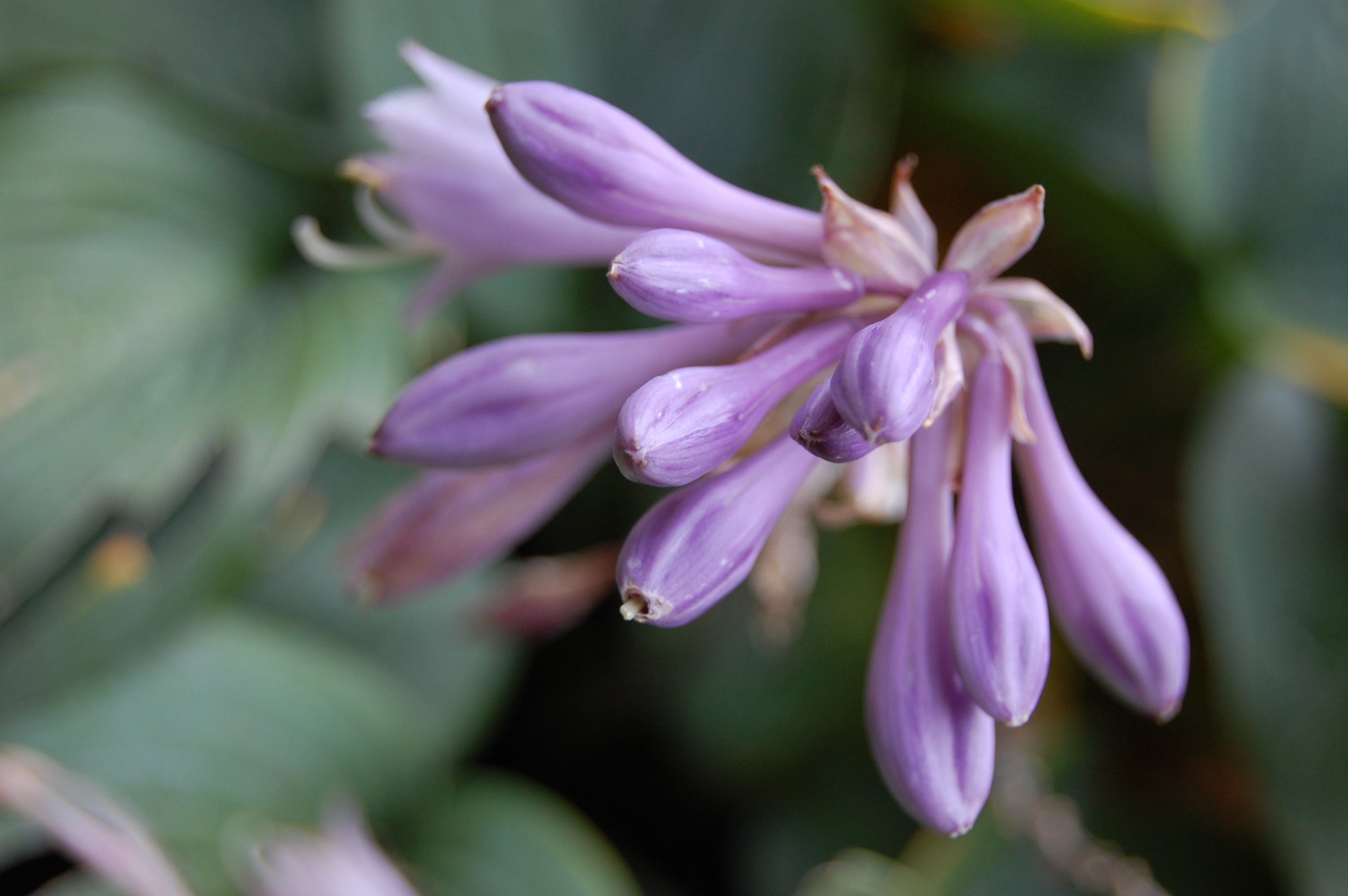 Photograph of Hosta 'Lauren'