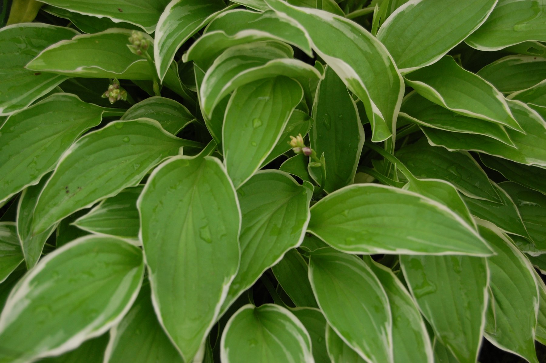 Photograph of Hosta 'Lemon Ice'