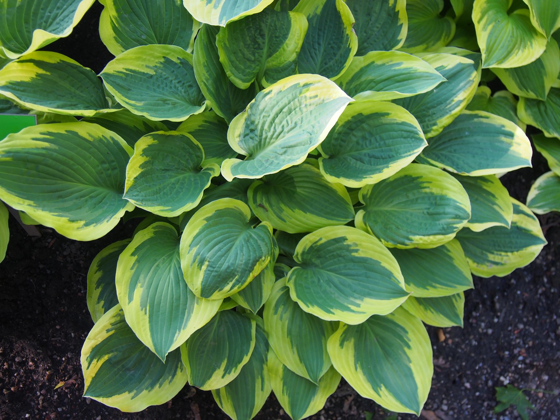 Photograph of Hosta 'Leola Fraim'