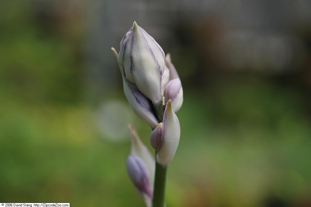 Photograph of Hosta 'Liberty'