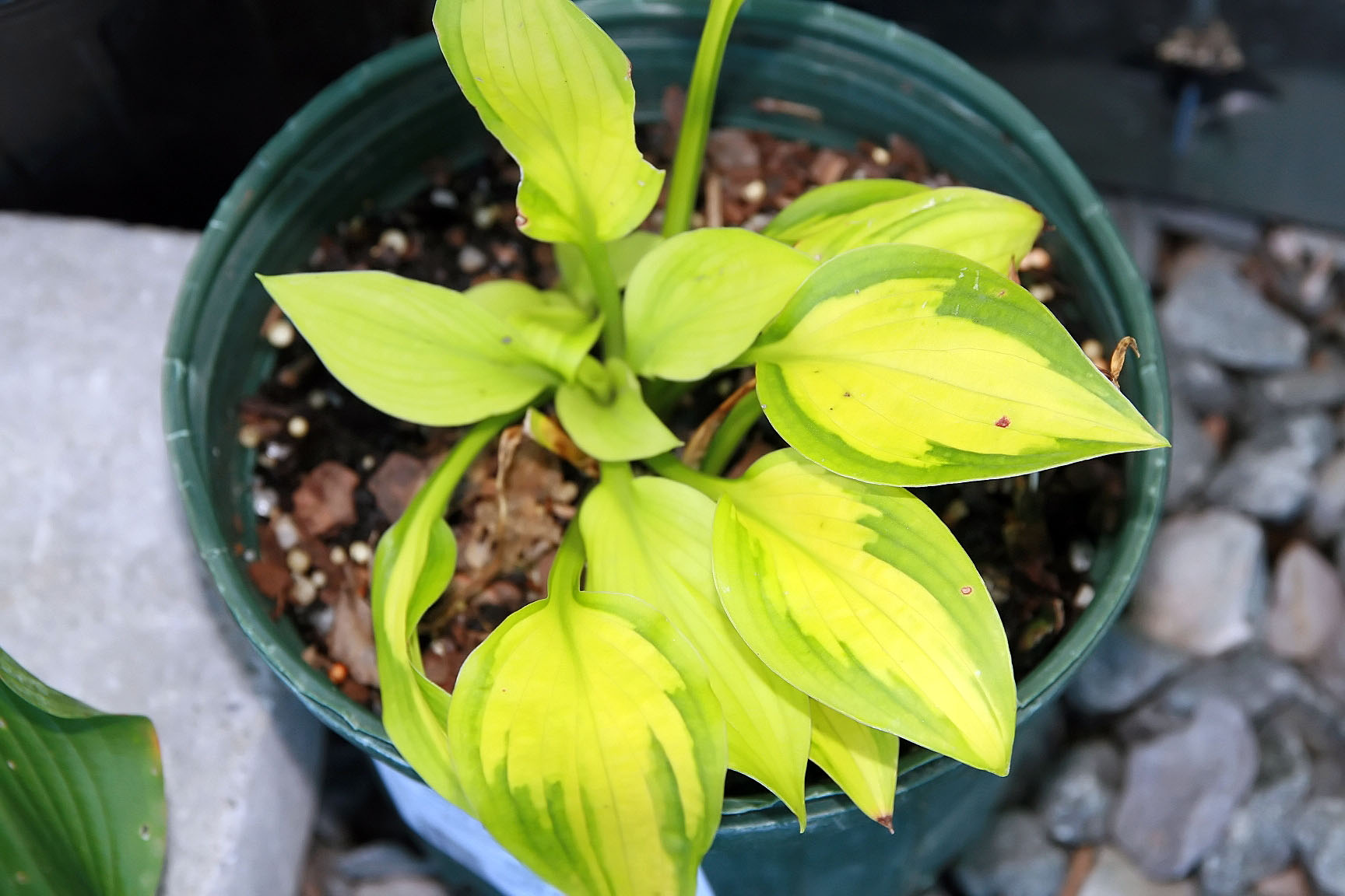 Photograph of Hosta 'Little Sunspot'