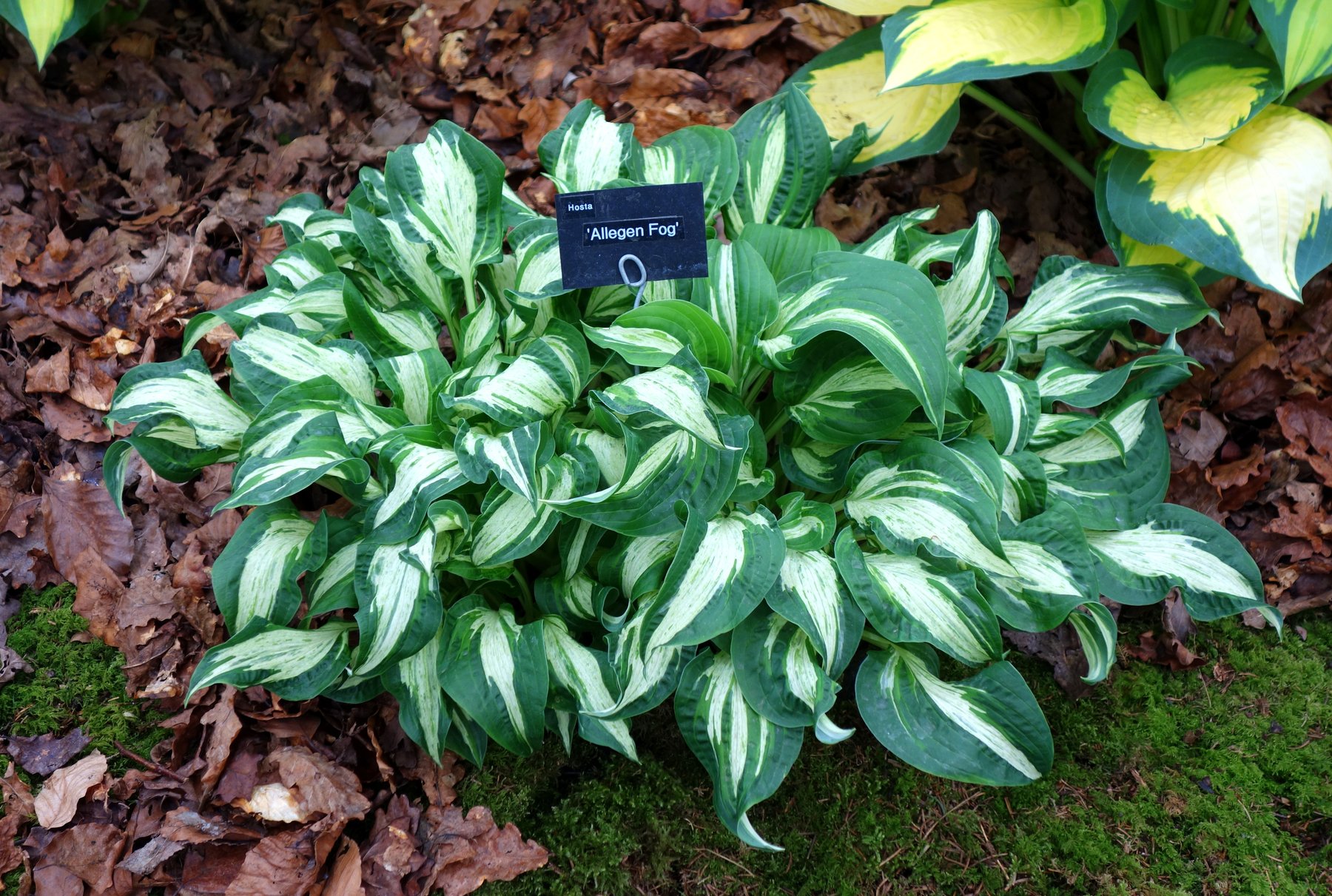 Photograph of Hosta 'London Fog'