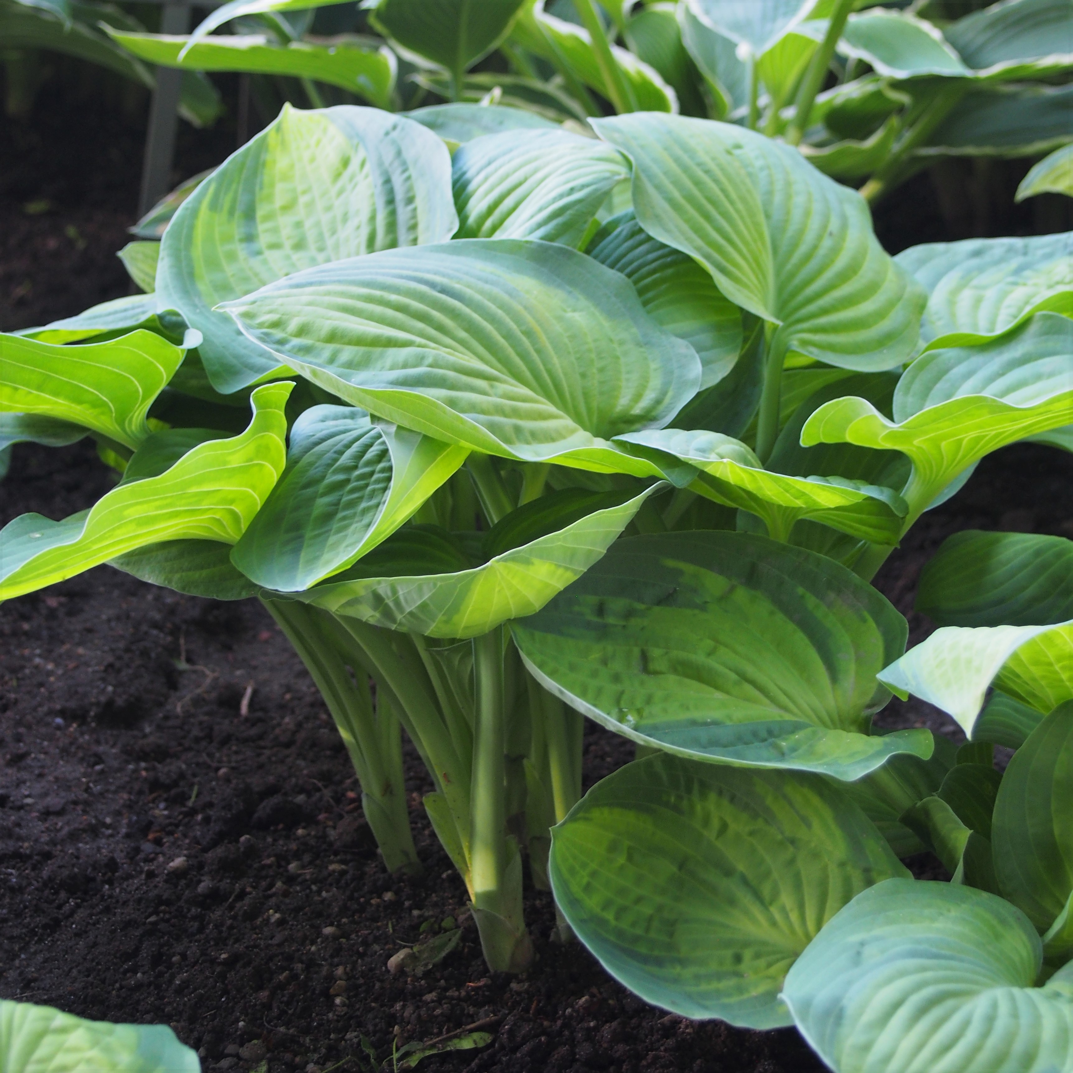 Photograph of Hosta 'Lunar Orbit'