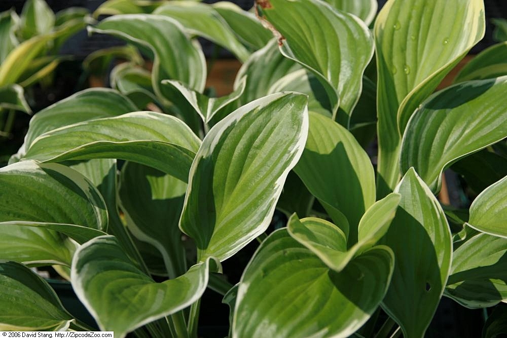 Photograph of Hosta 'Mardi Gras'