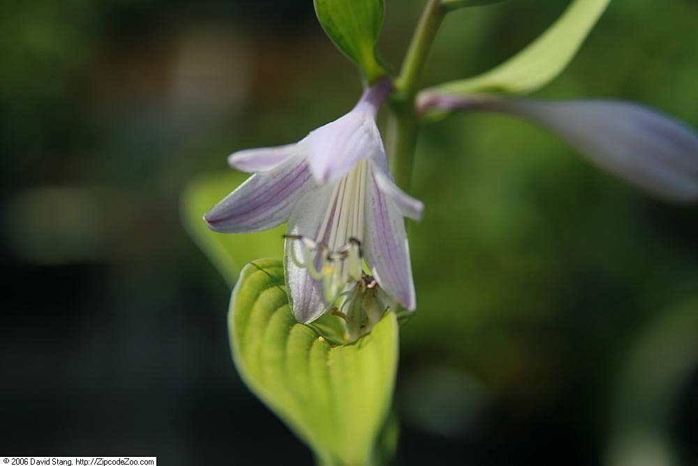 Photograph of Hosta 'Mary Mary'