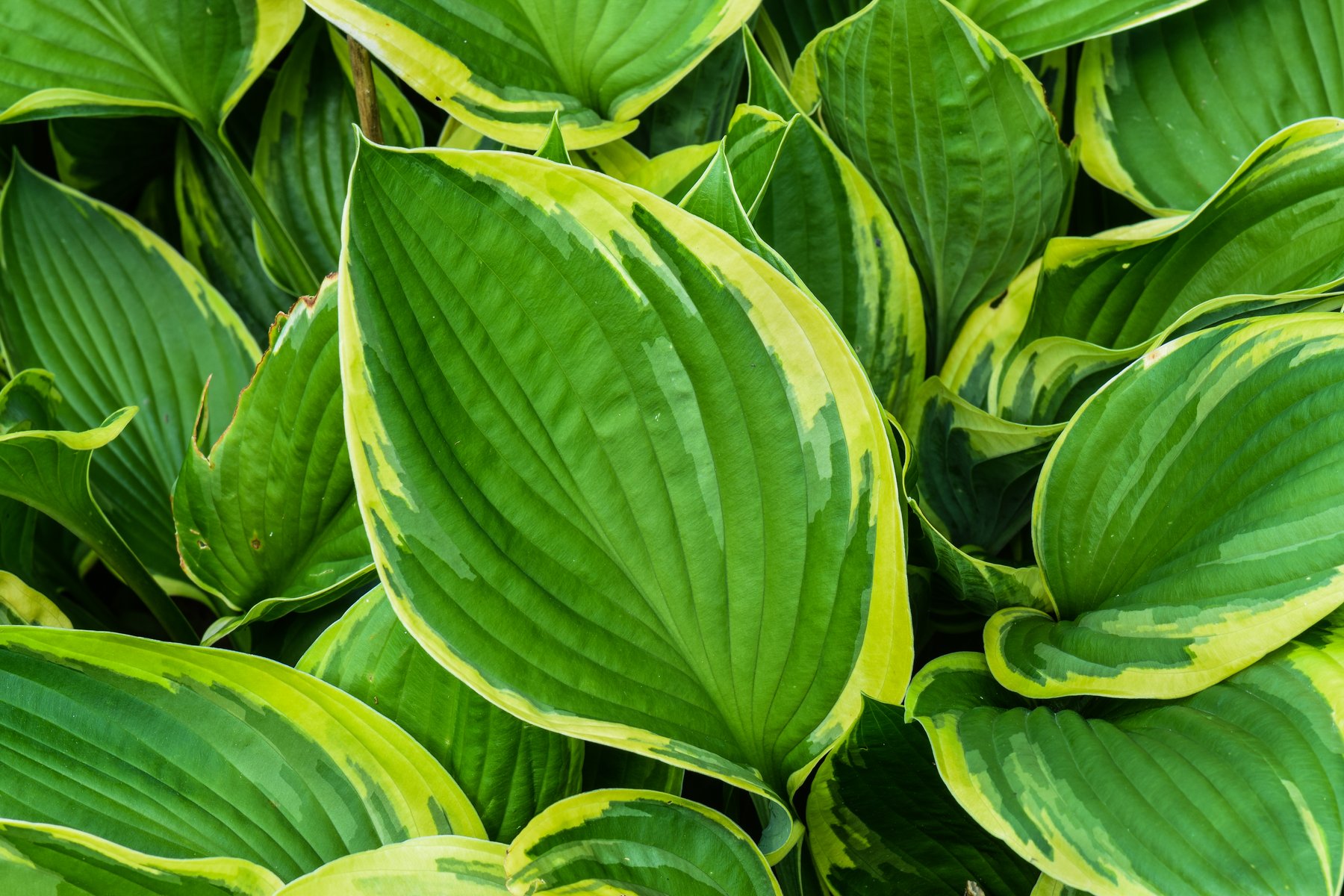 Photograph of Hosta 'May'
