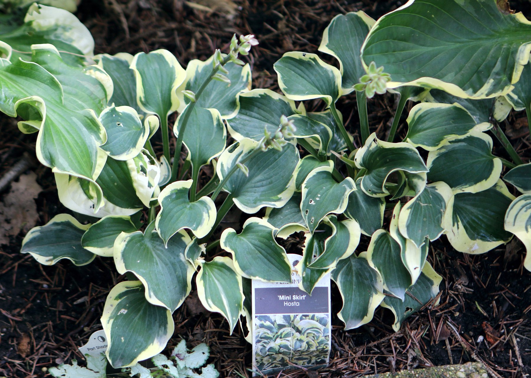 Photograph of Hosta 'Mini Skirt'