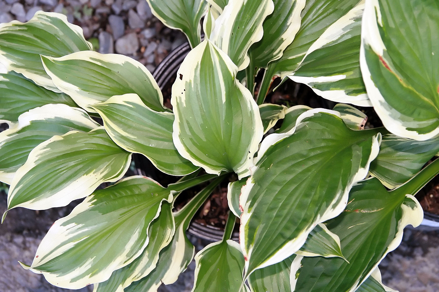 Photograph of Hosta 'Minuteman'