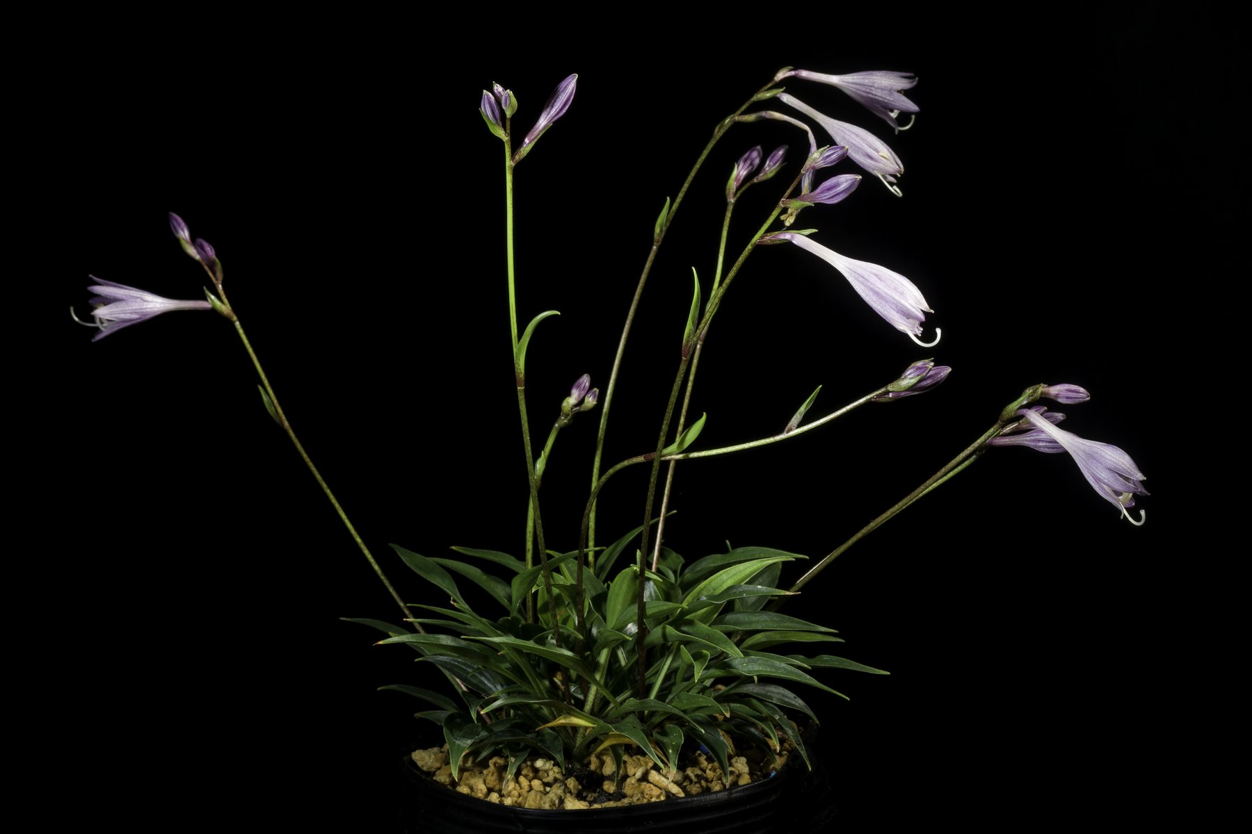 Photograph of Hosta 'Miyazaki'