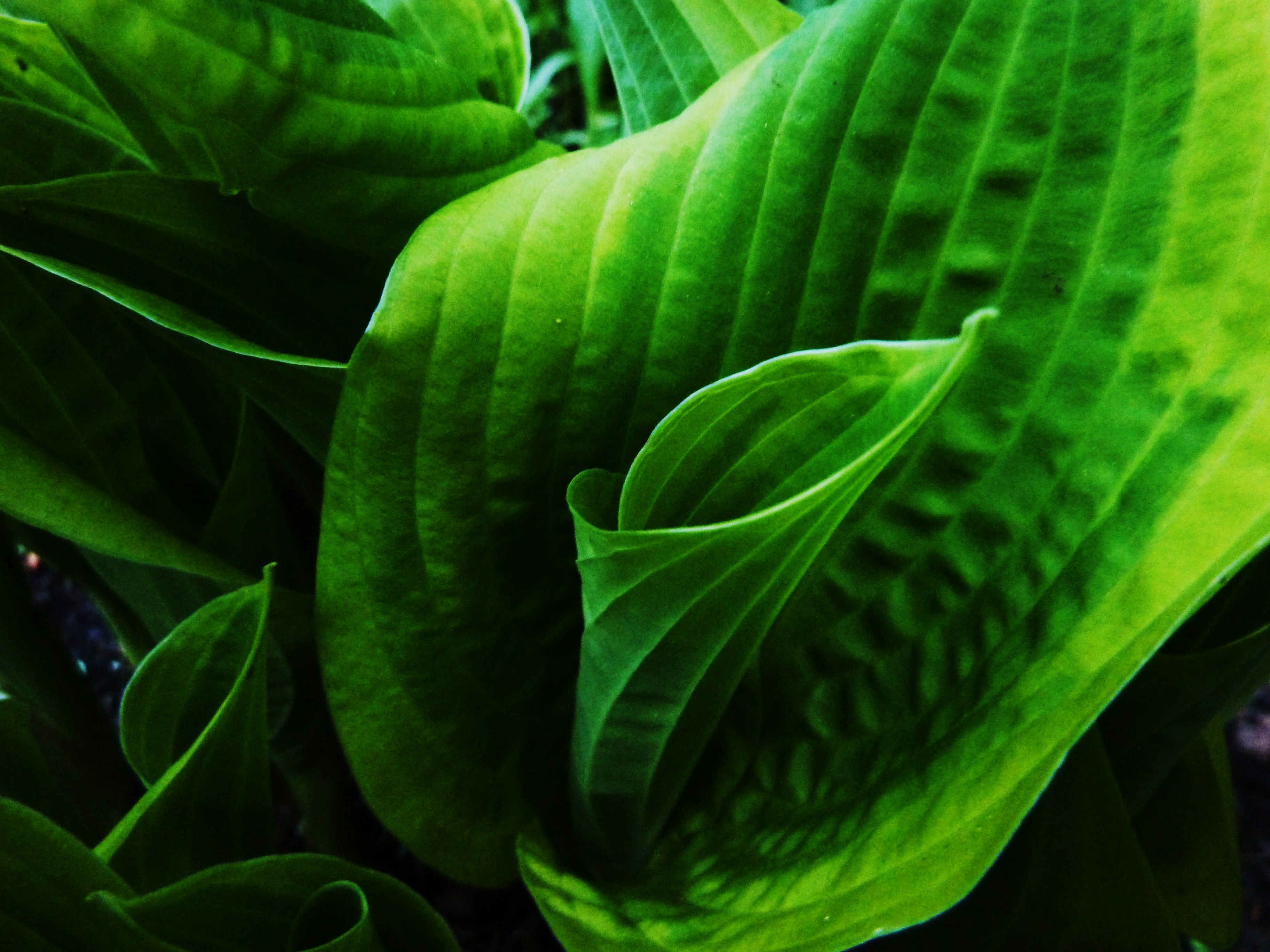 Photograph of Hosta 'Montreal'
