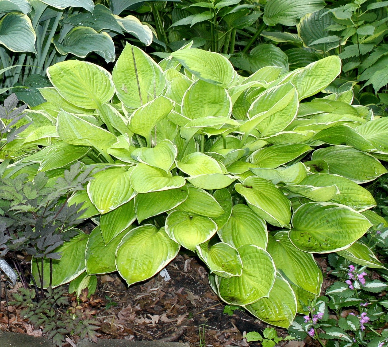 Photograph of Hosta 'Moonlight'