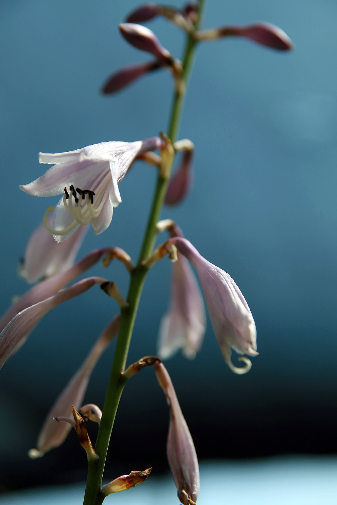 Photograph of Hosta 'Moonstruck'