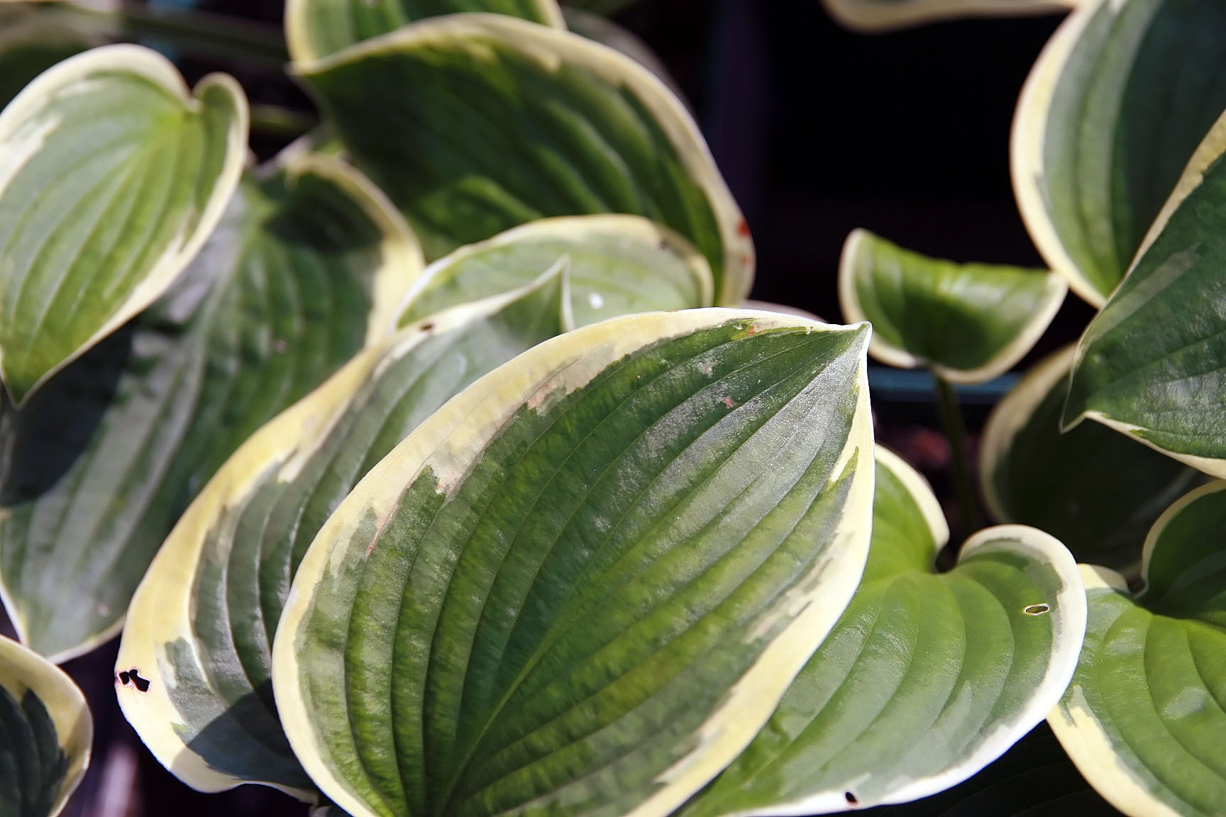 Photograph of Hosta 'Mount Tom'