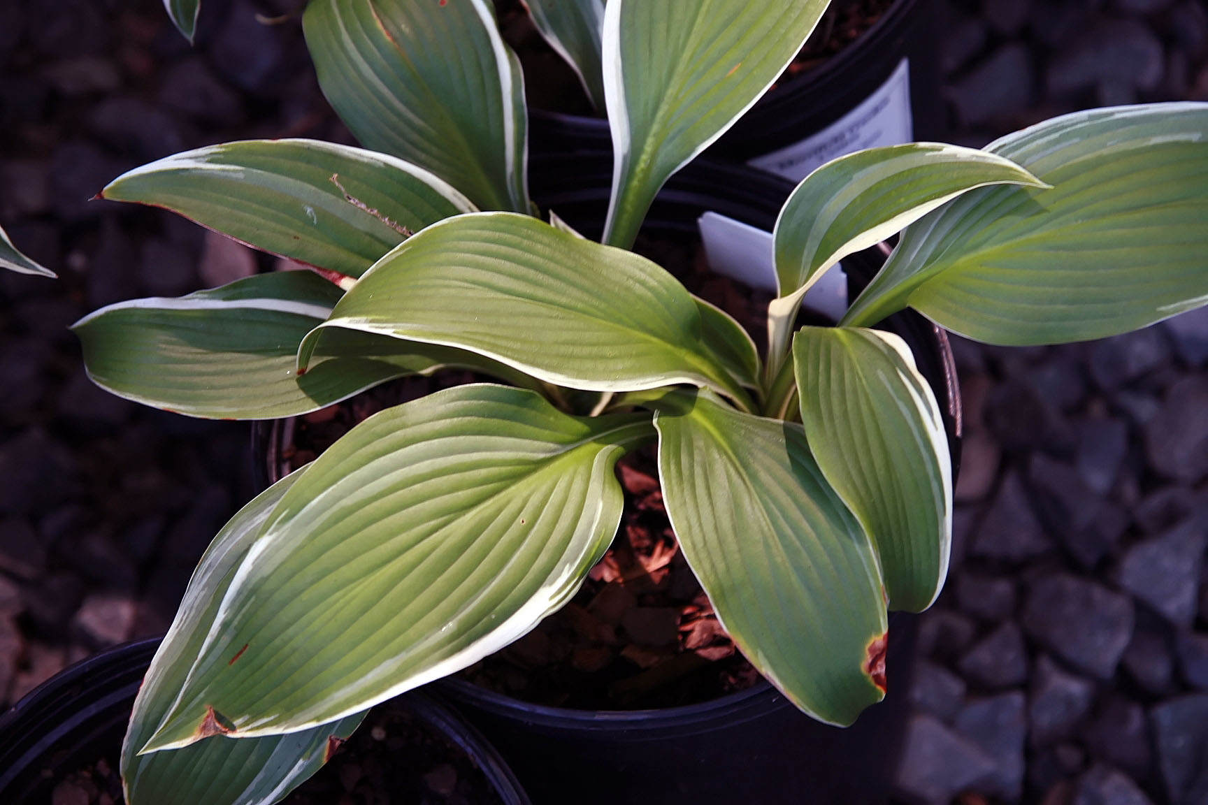 Photograph of Hosta 'Mountain Snow'