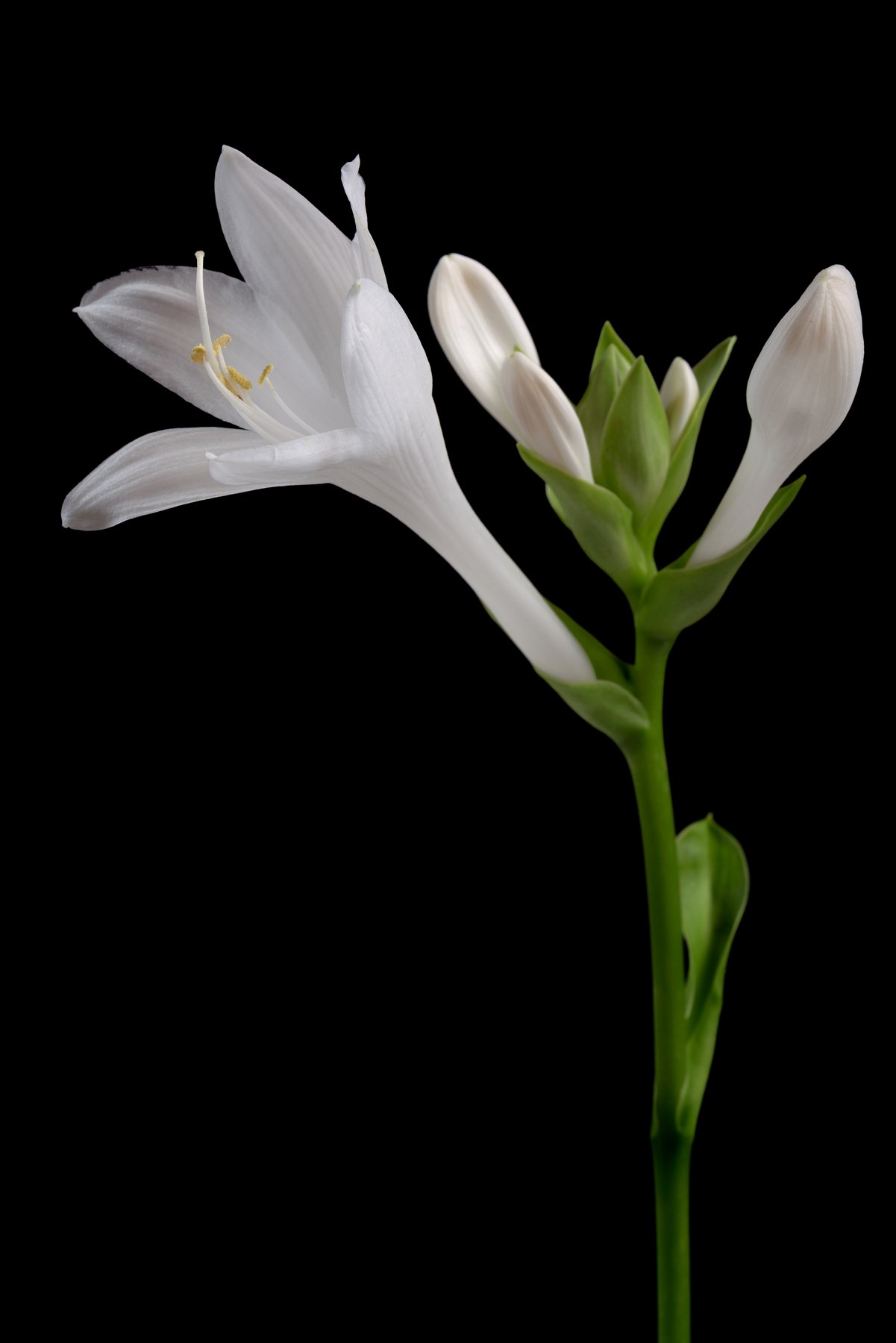 Photograph of Hosta 'Mustang'