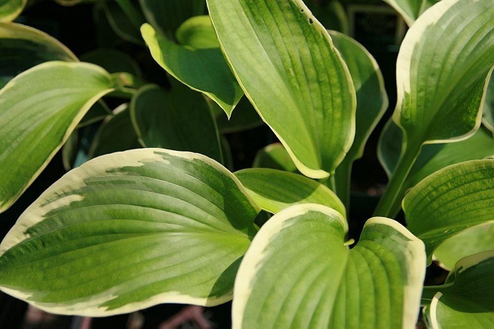 Photograph of Hosta 'Nancy'