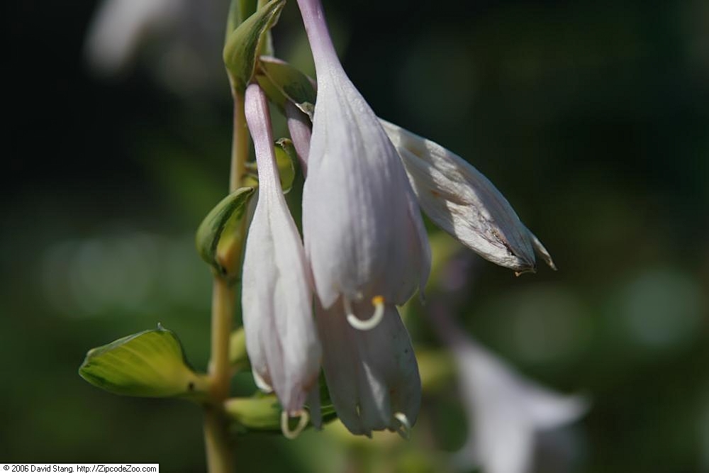 Photograph of Hosta 'Night before Christmas'