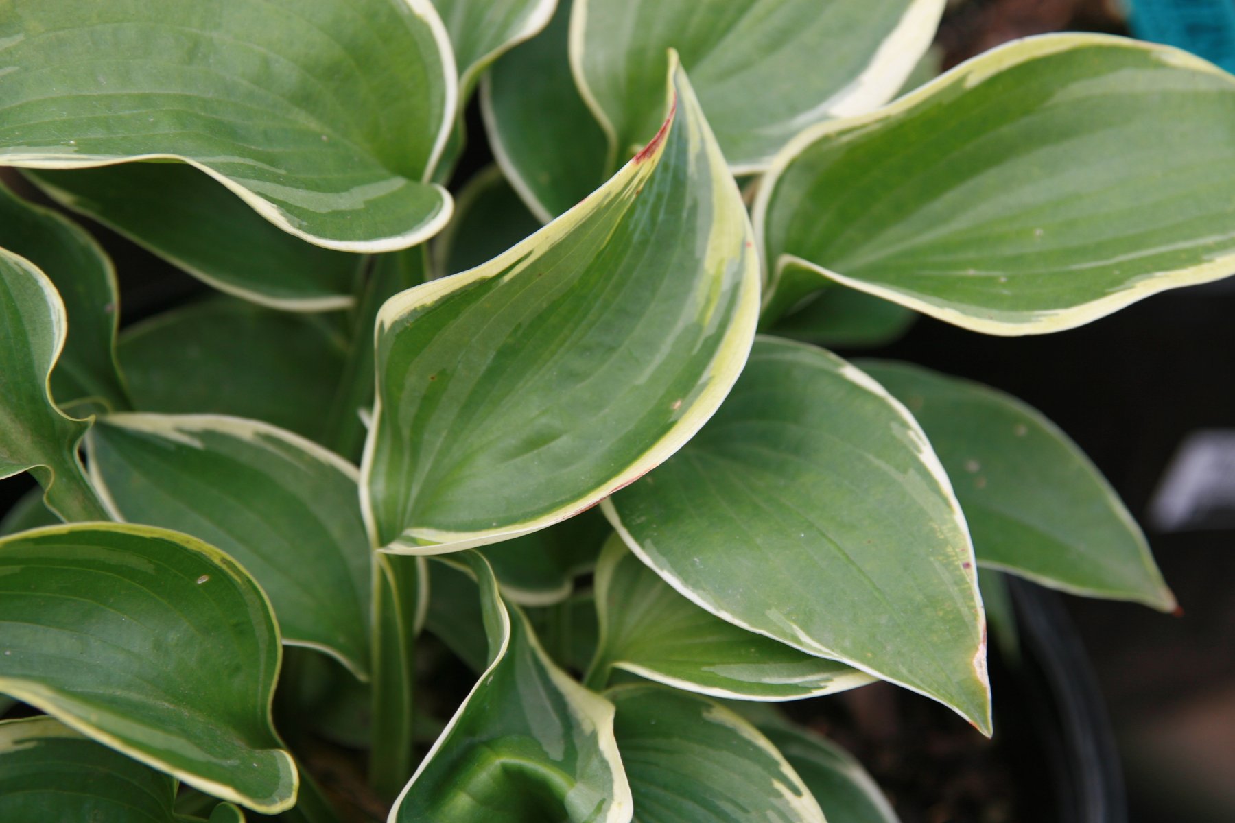 Photograph of Hosta 'Northern Exposure'