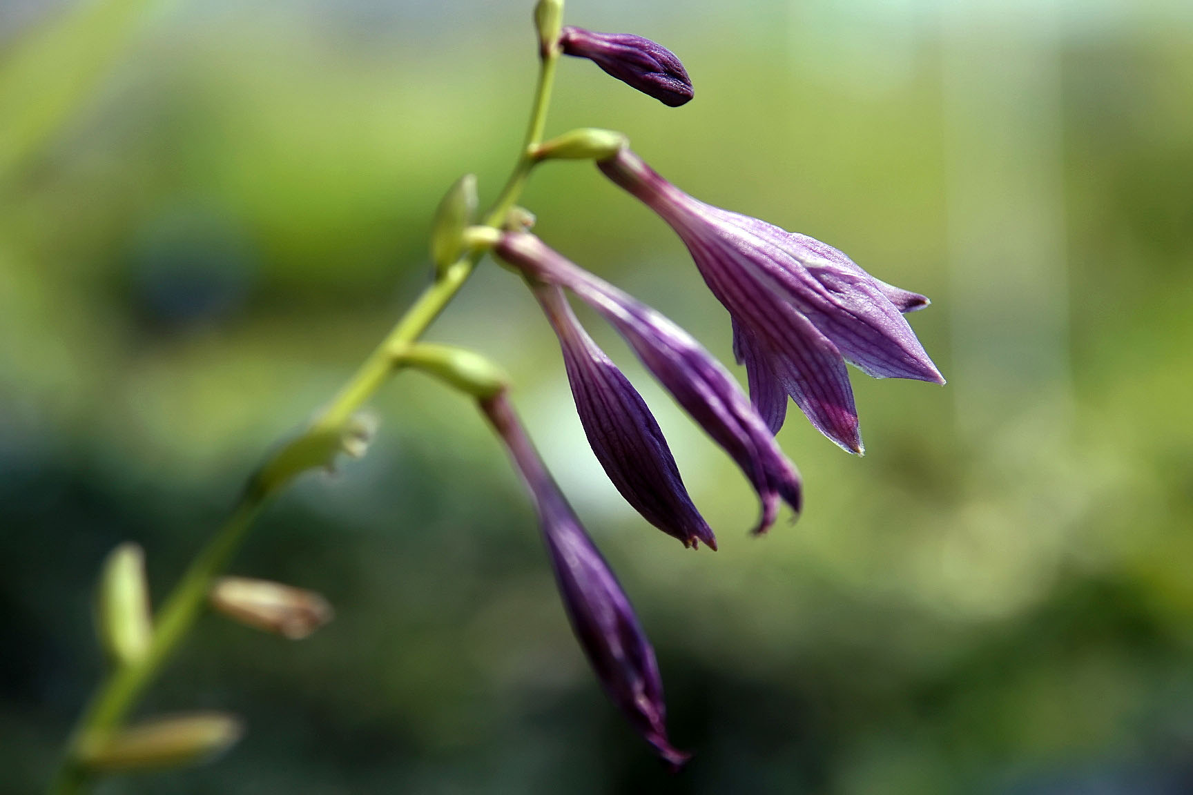 Photograph of Hosta 'Ogon Tachi'