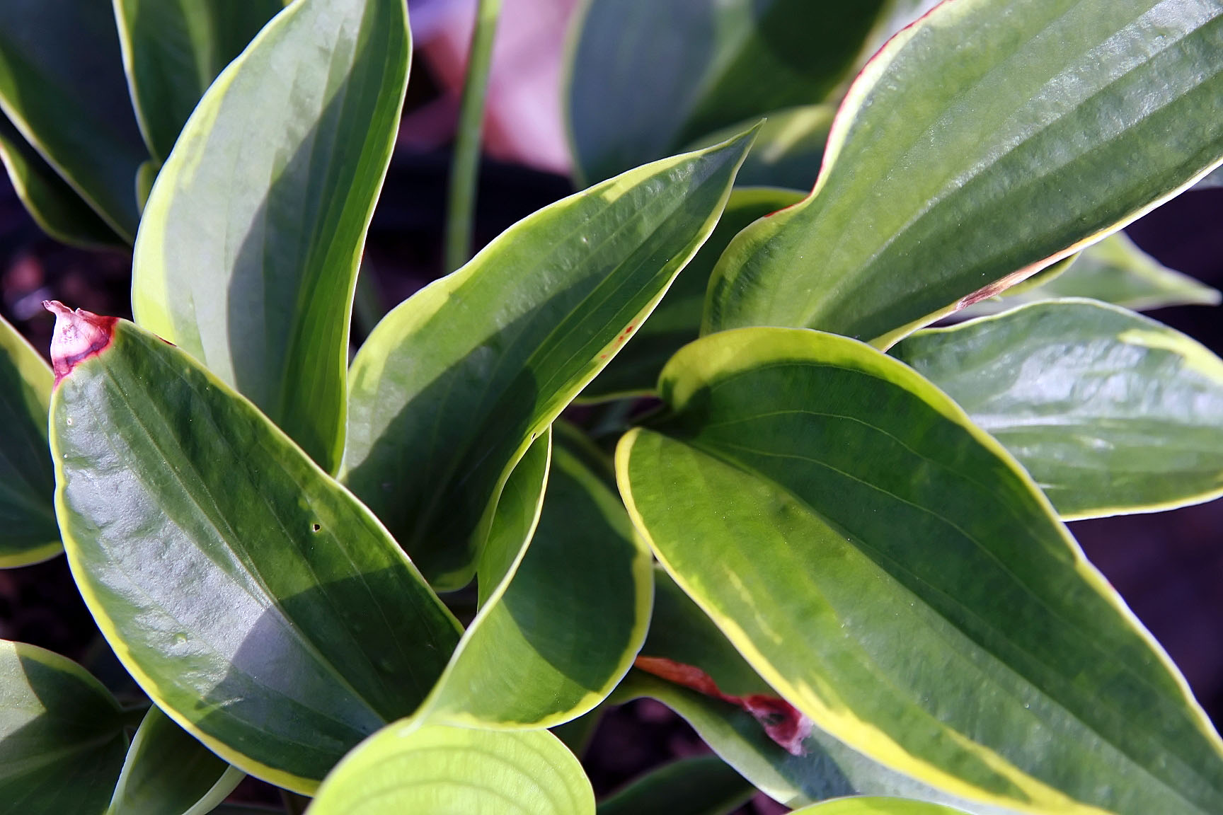 Photograph of Hosta 'Olive Bailey Langdon'