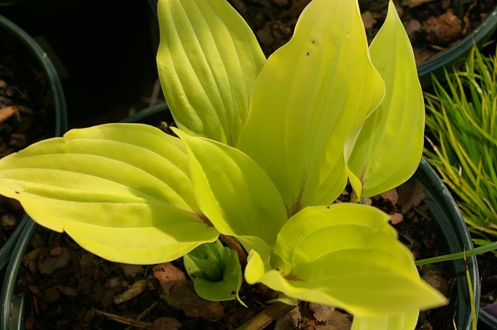 Hosta 'Dragon Fire'