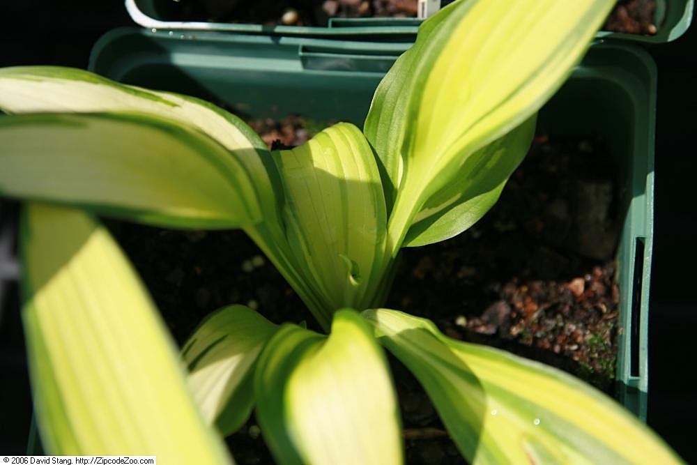 Photograph of Hosta 'On Stage'
