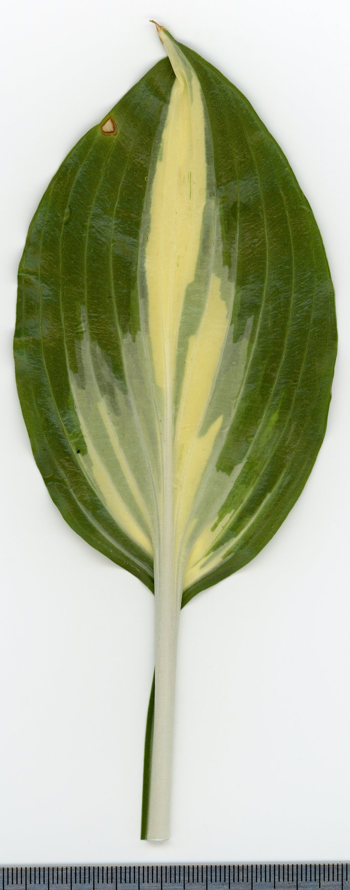 Photograph of Hosta 'One and Only'